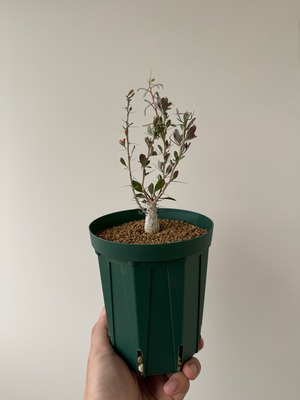 【新着】Fouquieria columnaris 観峰玉 【バランス良しな冬型塊根】フォークイエリア コルムナリス