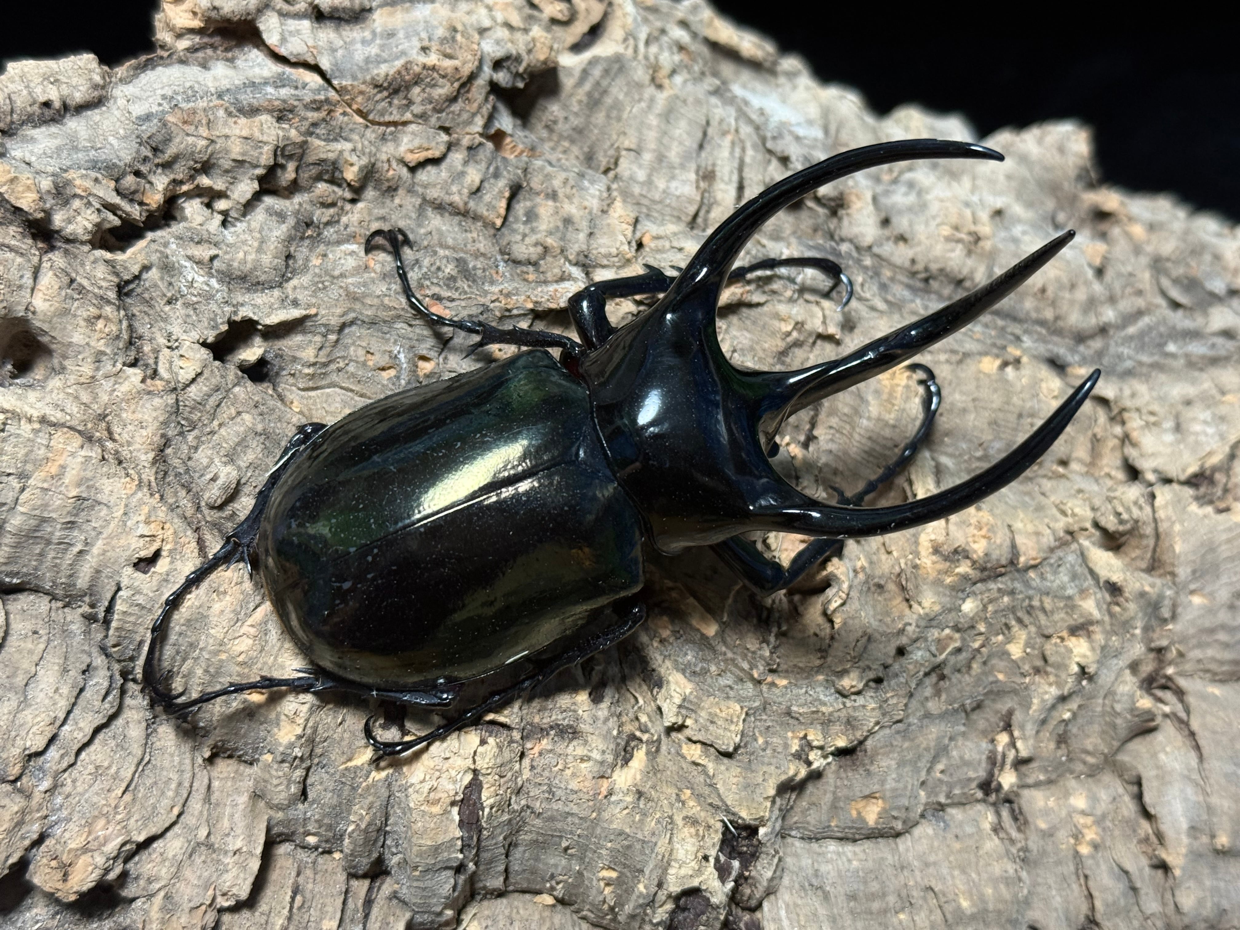 WD タイリクコーカサス ♂113mm ♀58mm ペア | BeetleHouse79