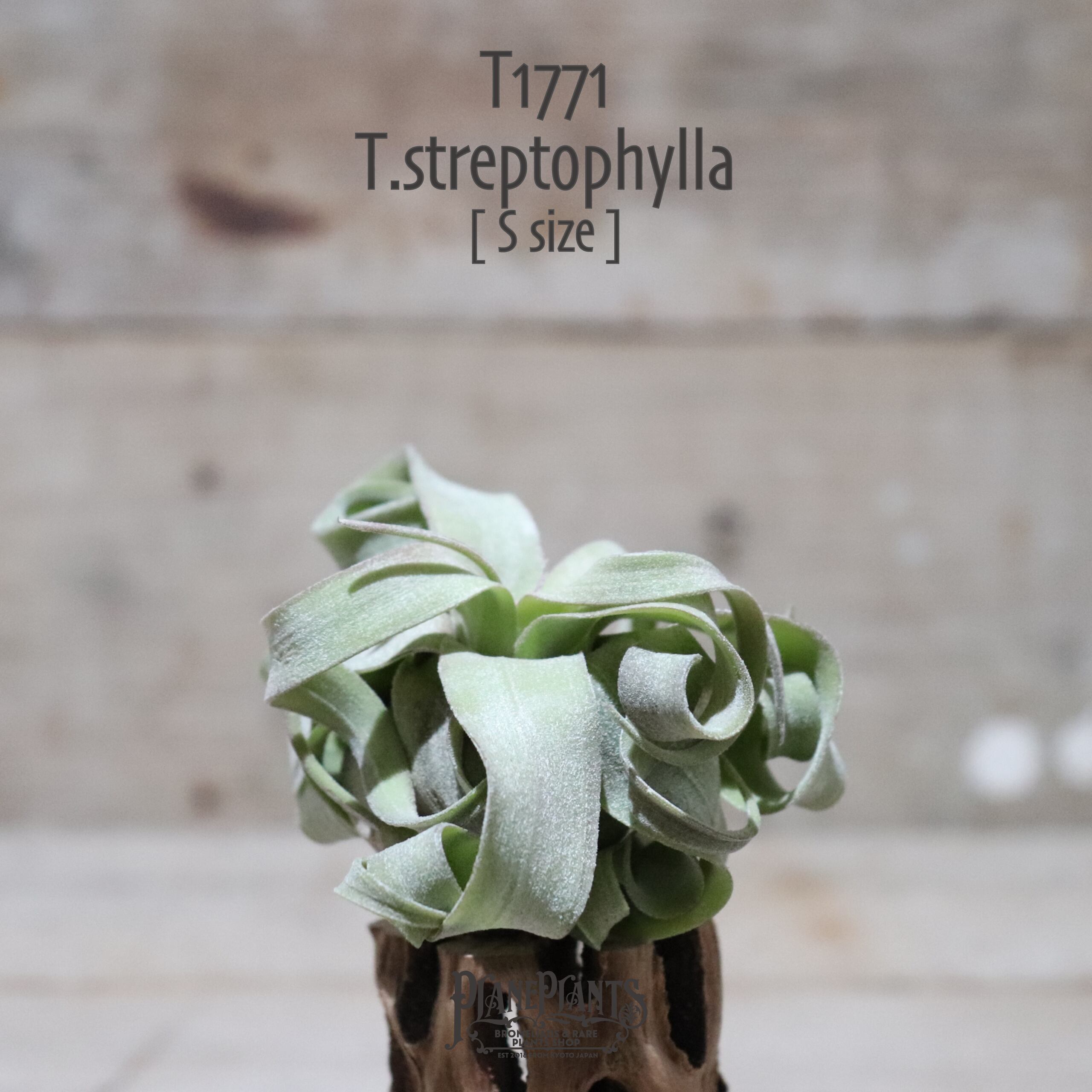 【送料無料】ストレプトフィラ S〔エアプランツ〕現品発送T1771