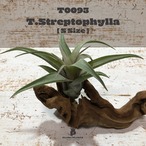 【送料無料】ストレプトフィラS〔エアプランツ〕現品発送T0093