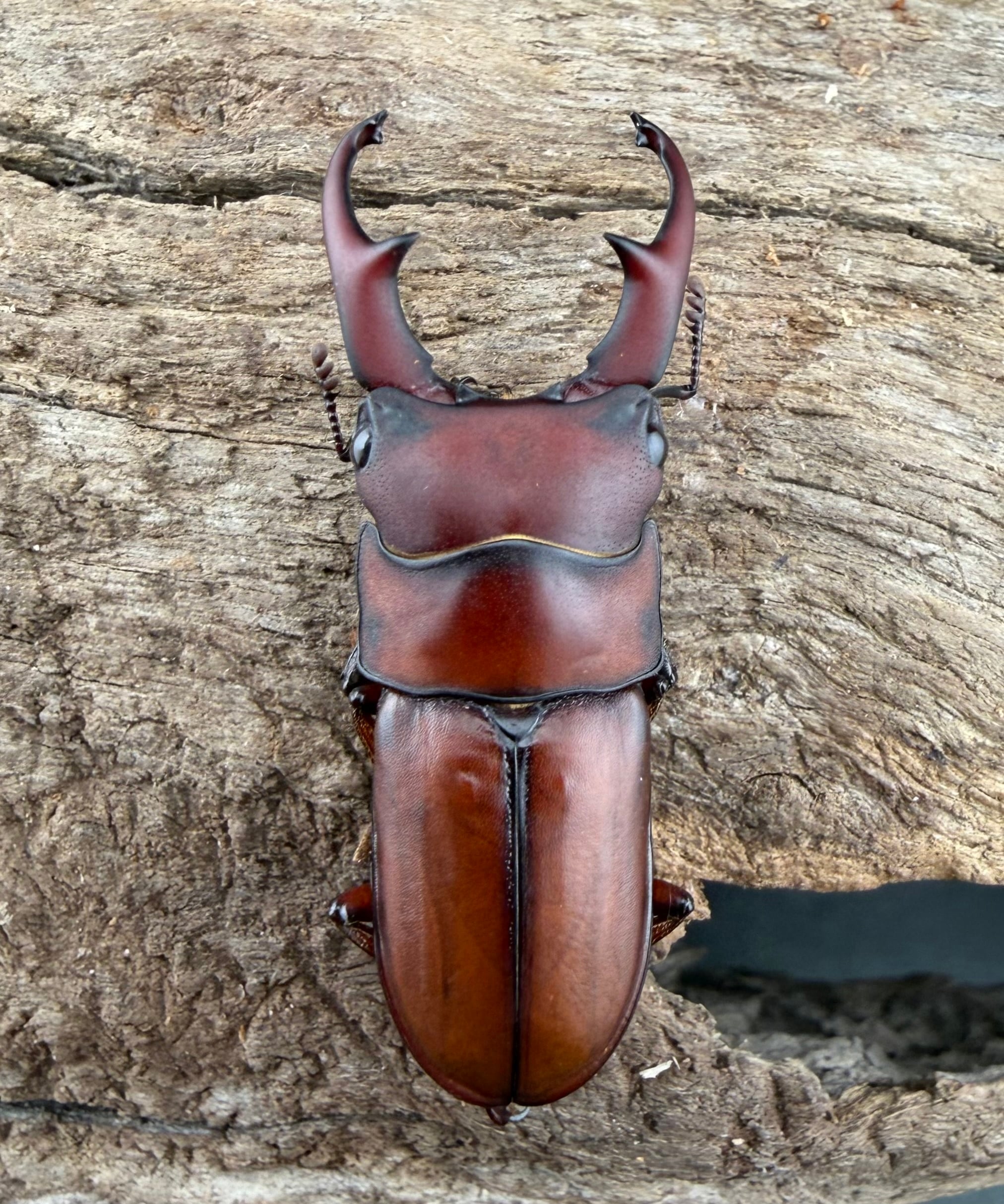 クワカブ好き 176人が厳選】クワカブ人気ランキング〜飼いやすい＆安い初心者に