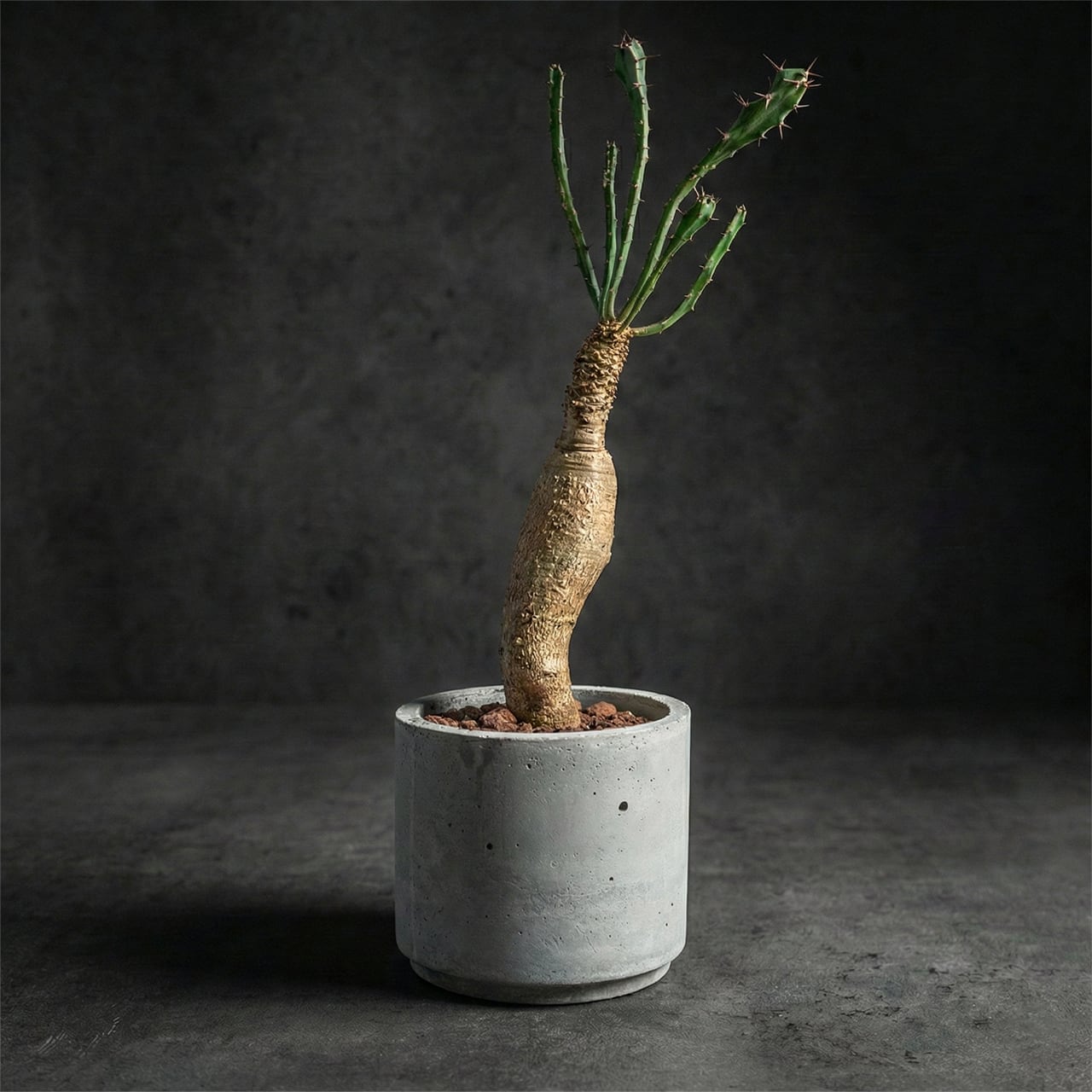 初心者も安心｜【根腐れを防ぐ独自配合の用土】で植えたユーフォルビア ブルアナ｜塊根植物｜虫発生抑制（全国一律送料850円）