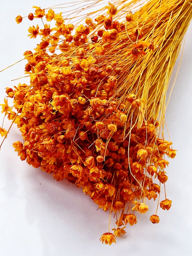 シェア花材☆スターフラワー・ミニ オレンジB品(蕾が多いため)