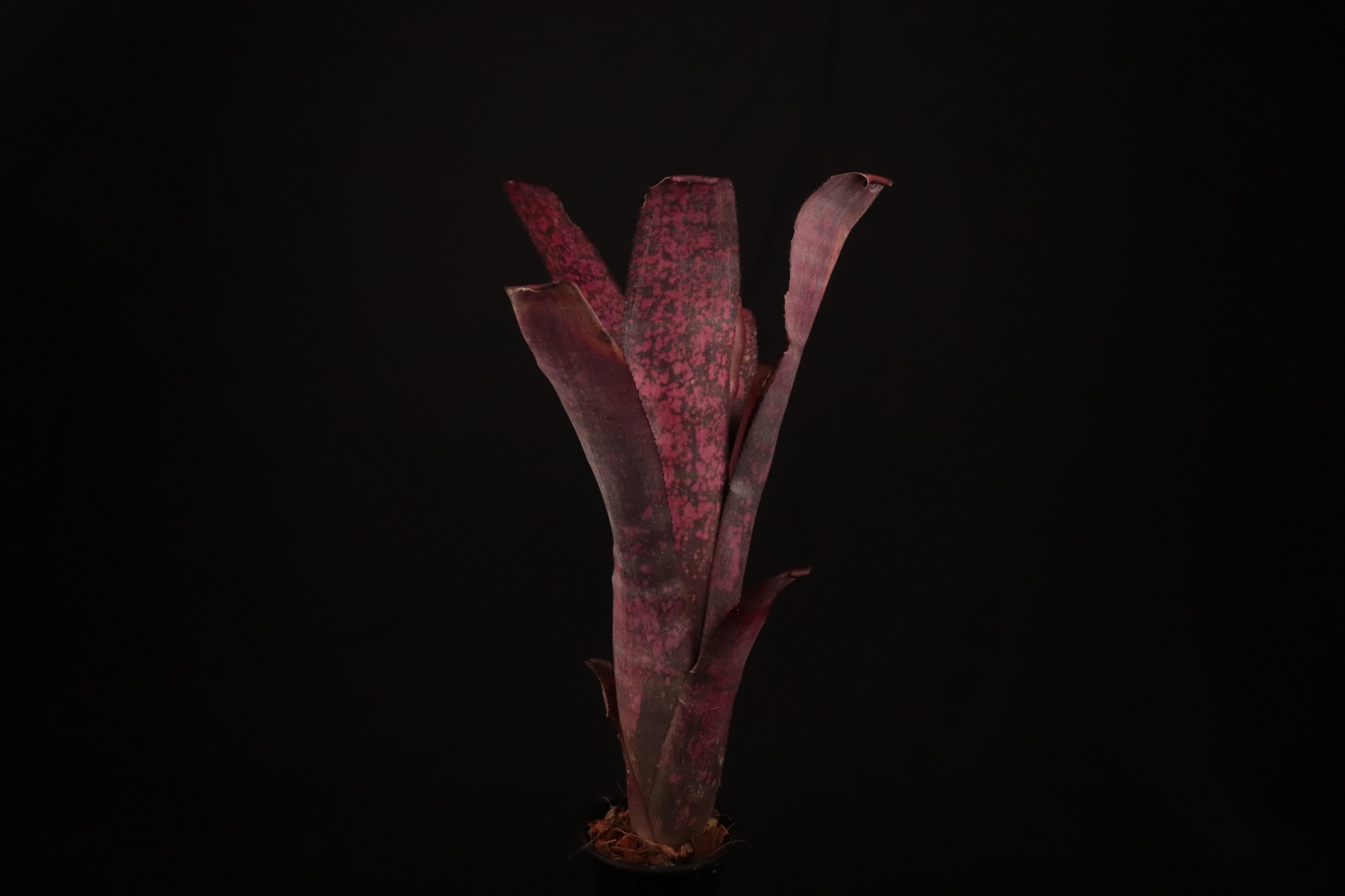 reserved】Billbergia 'Afterglow'〔ビルベルギア〕現品発送B0132