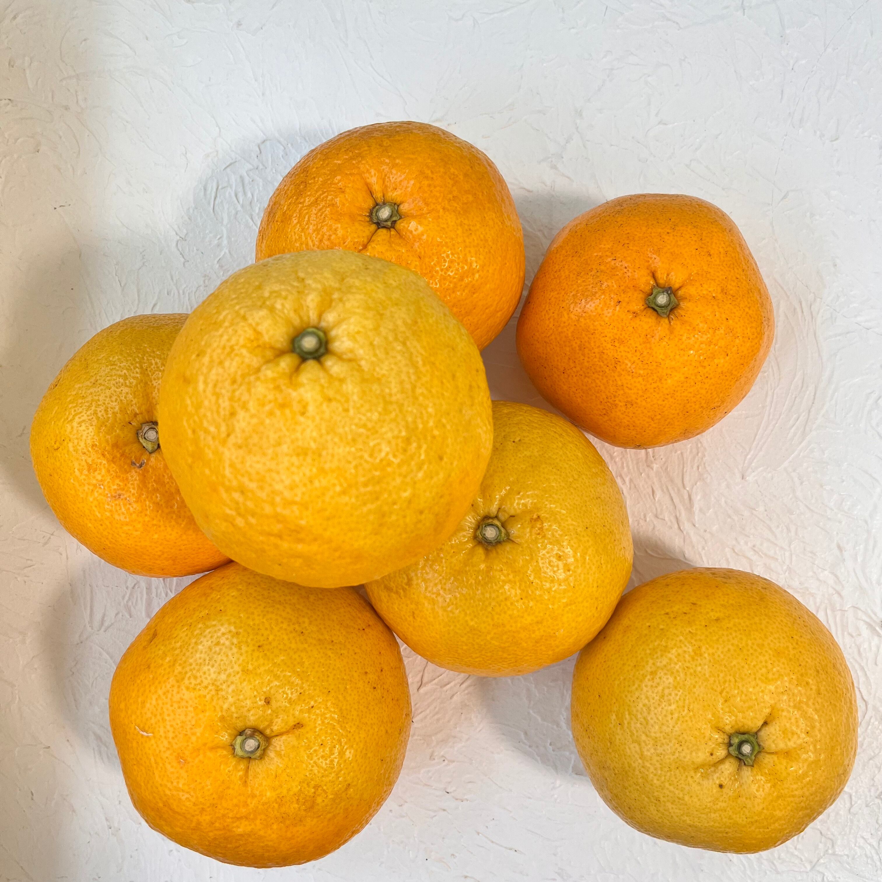 木成り完熟甘夏のジュレ　3本入り