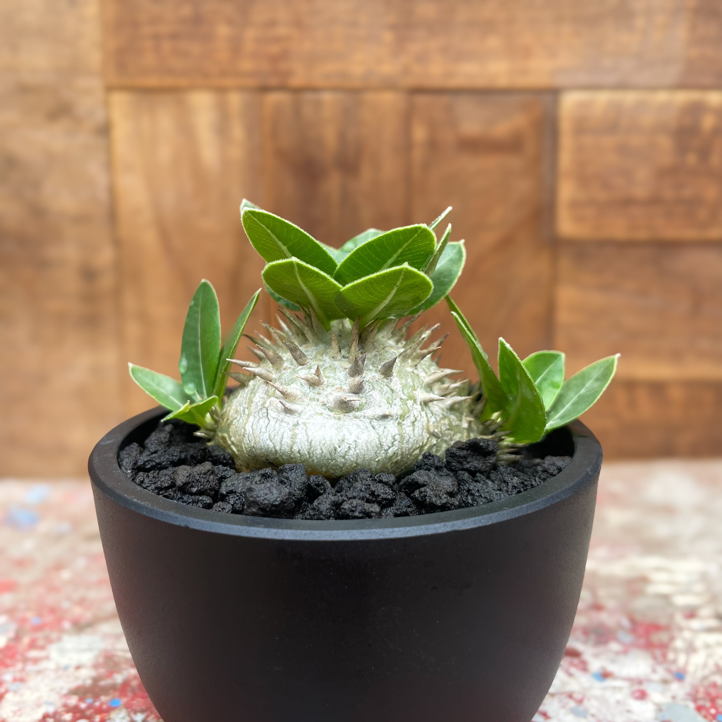 Pachypodium brevicaule【パキポディウム・ブレビカウレ・白花・実生  