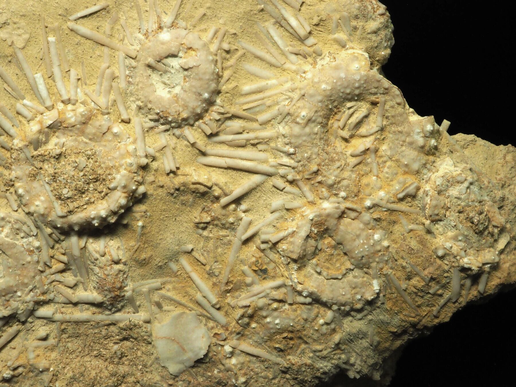 うに出品 10個 イセキ コンバイン 用 ワラ切刃 鋸目 8Tボルト付 清製 HZ