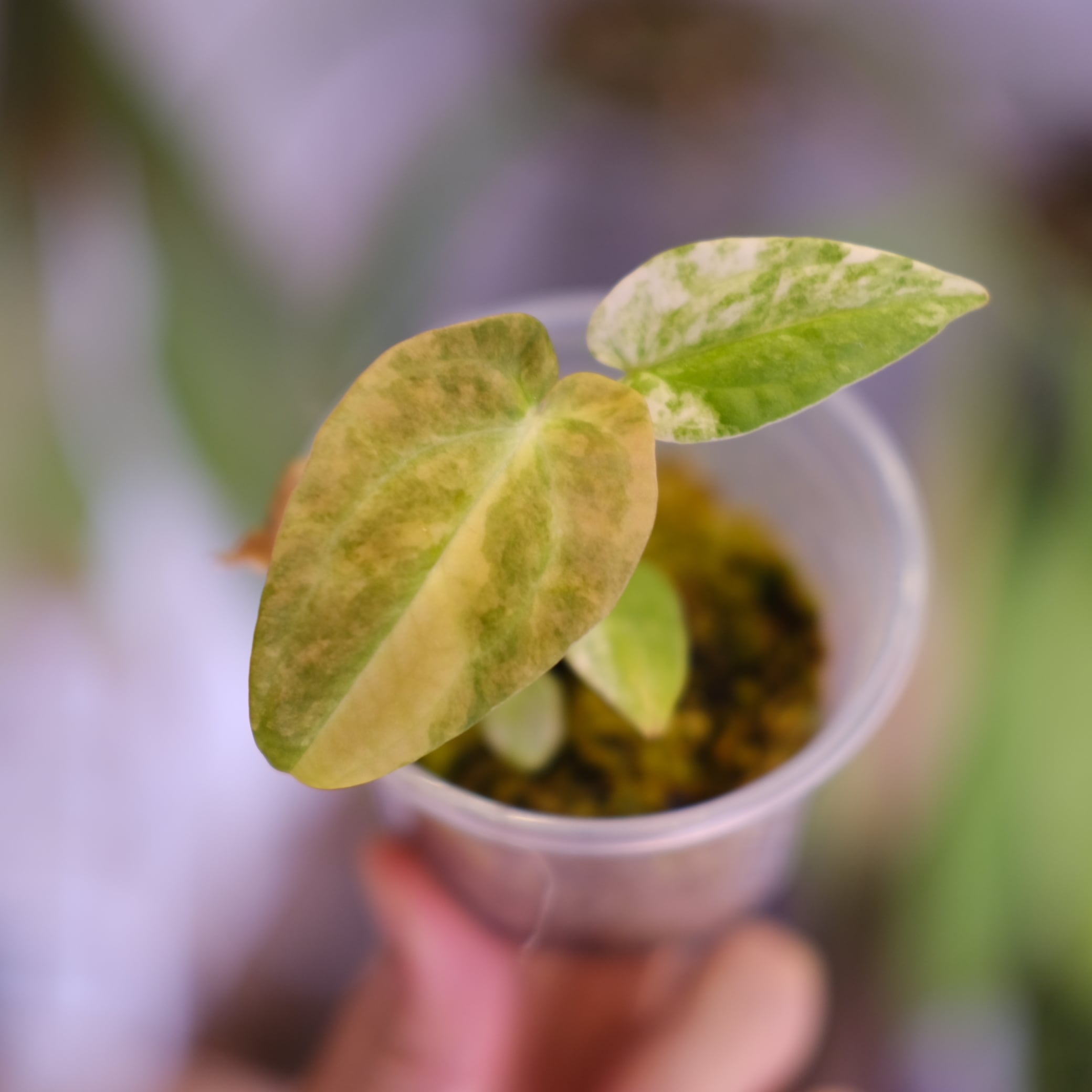 アロカシア アズラニー オーレア│Alocasia azlanii aurea varigated