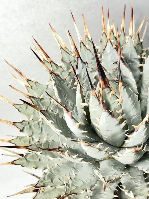 アガベ・ユタエンシス