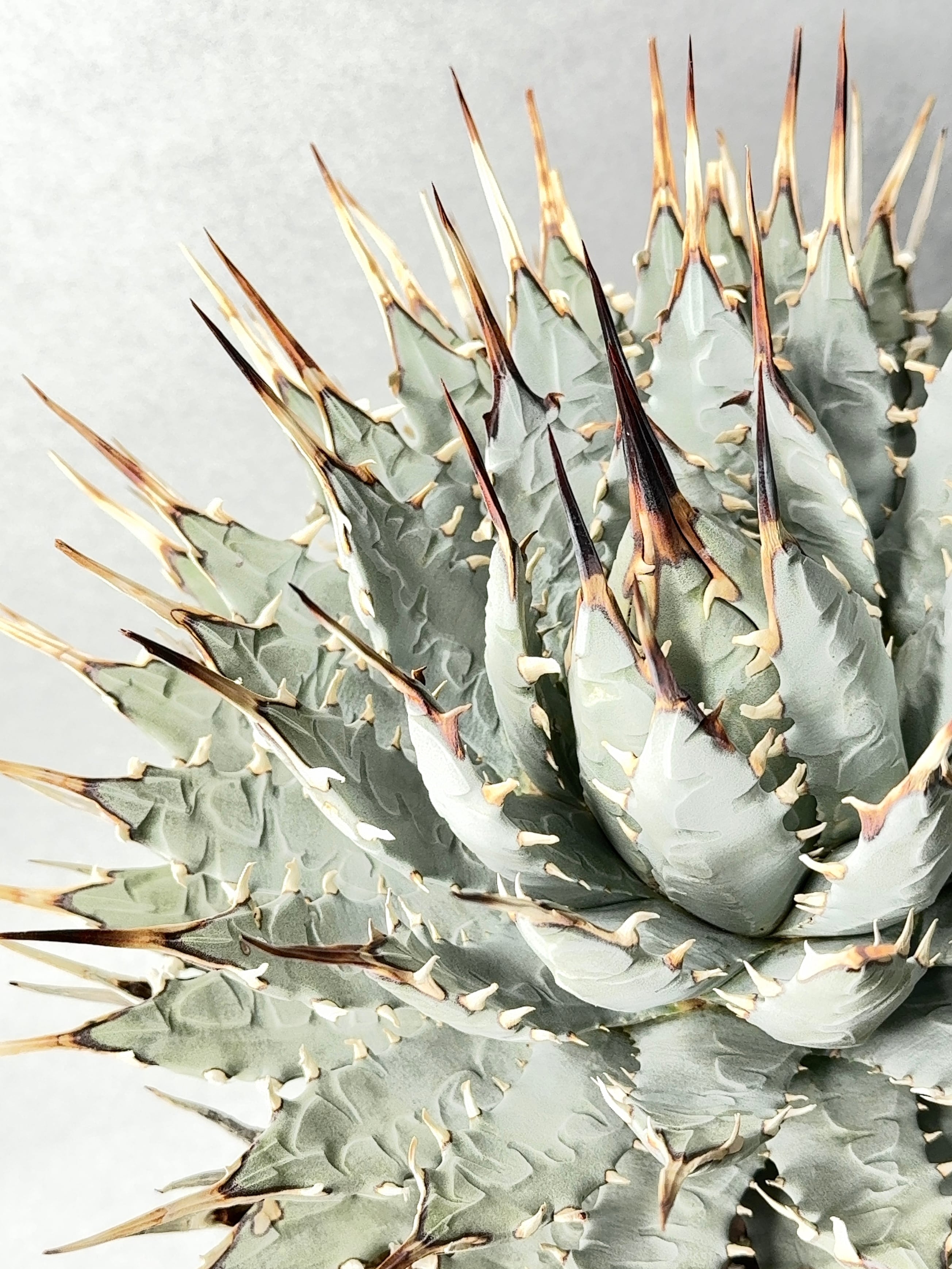 アガベ・ユタエンシス