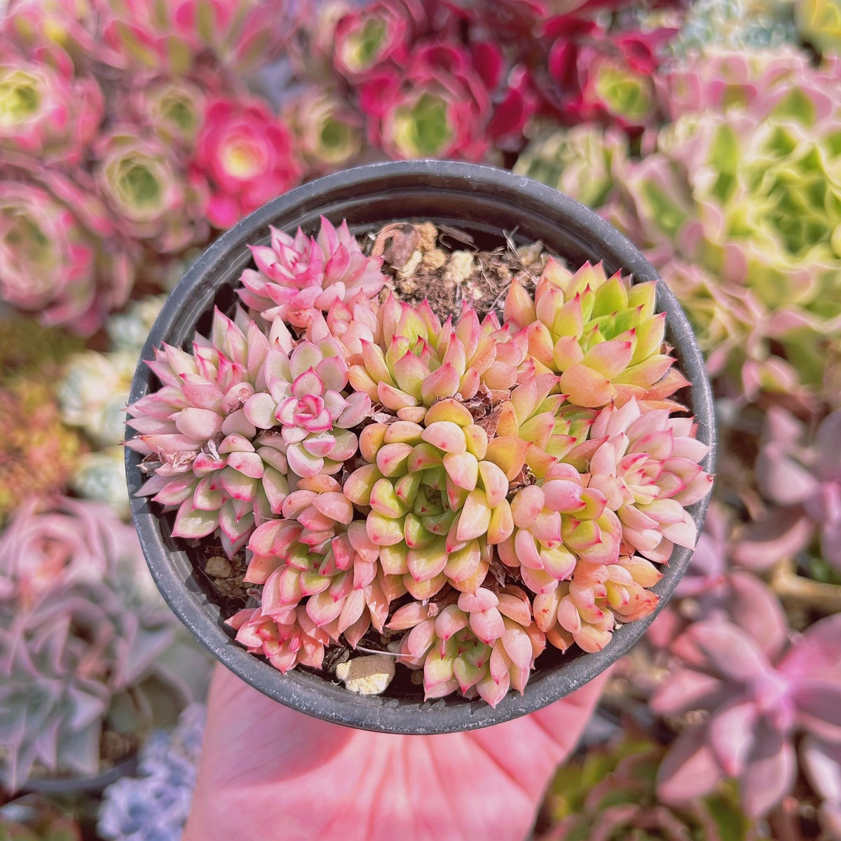 543現物 多肉植物 女雛錦 抜き苗 | るる農園~多肉植物専門 