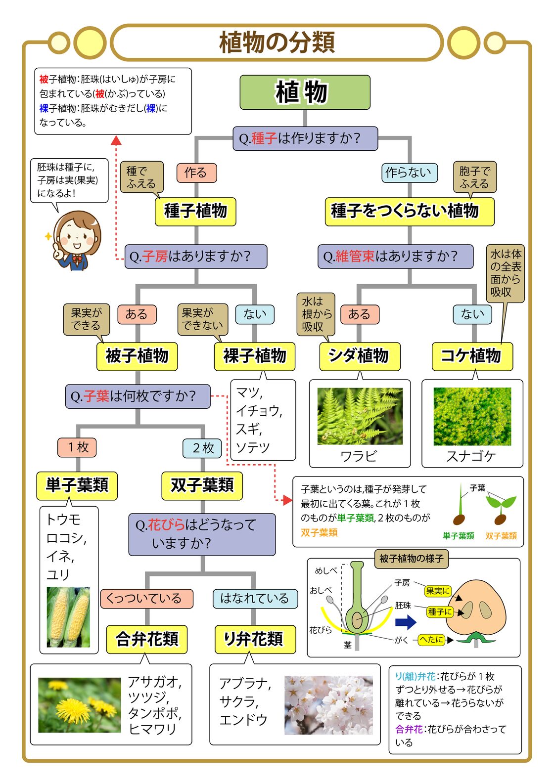 中学受験・理科 頻出用語・ポイントにしぼったまとめカード | PAY ID