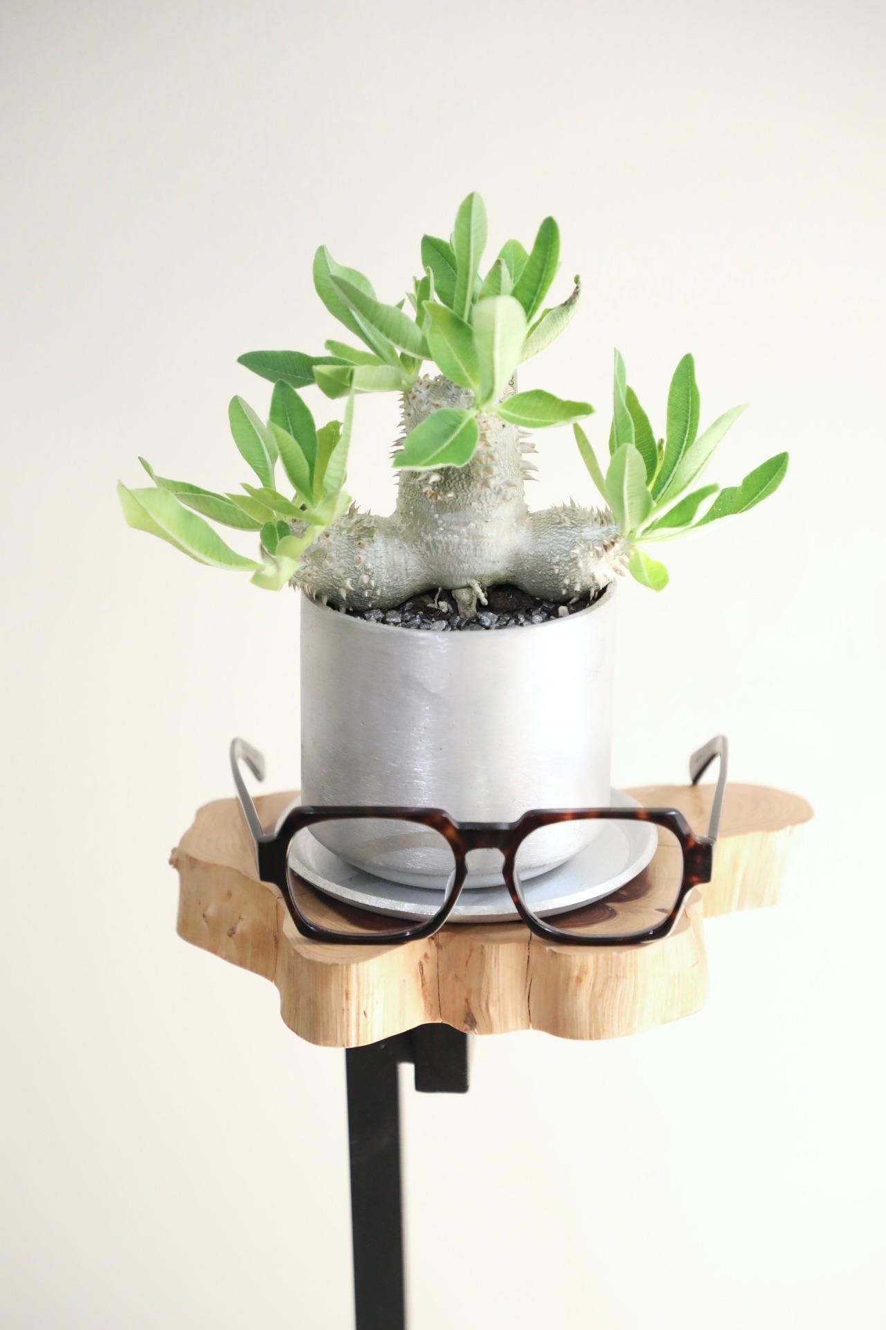 【S】恵比寿大黒/Pachypodium densicaule  ※アルミポット付き