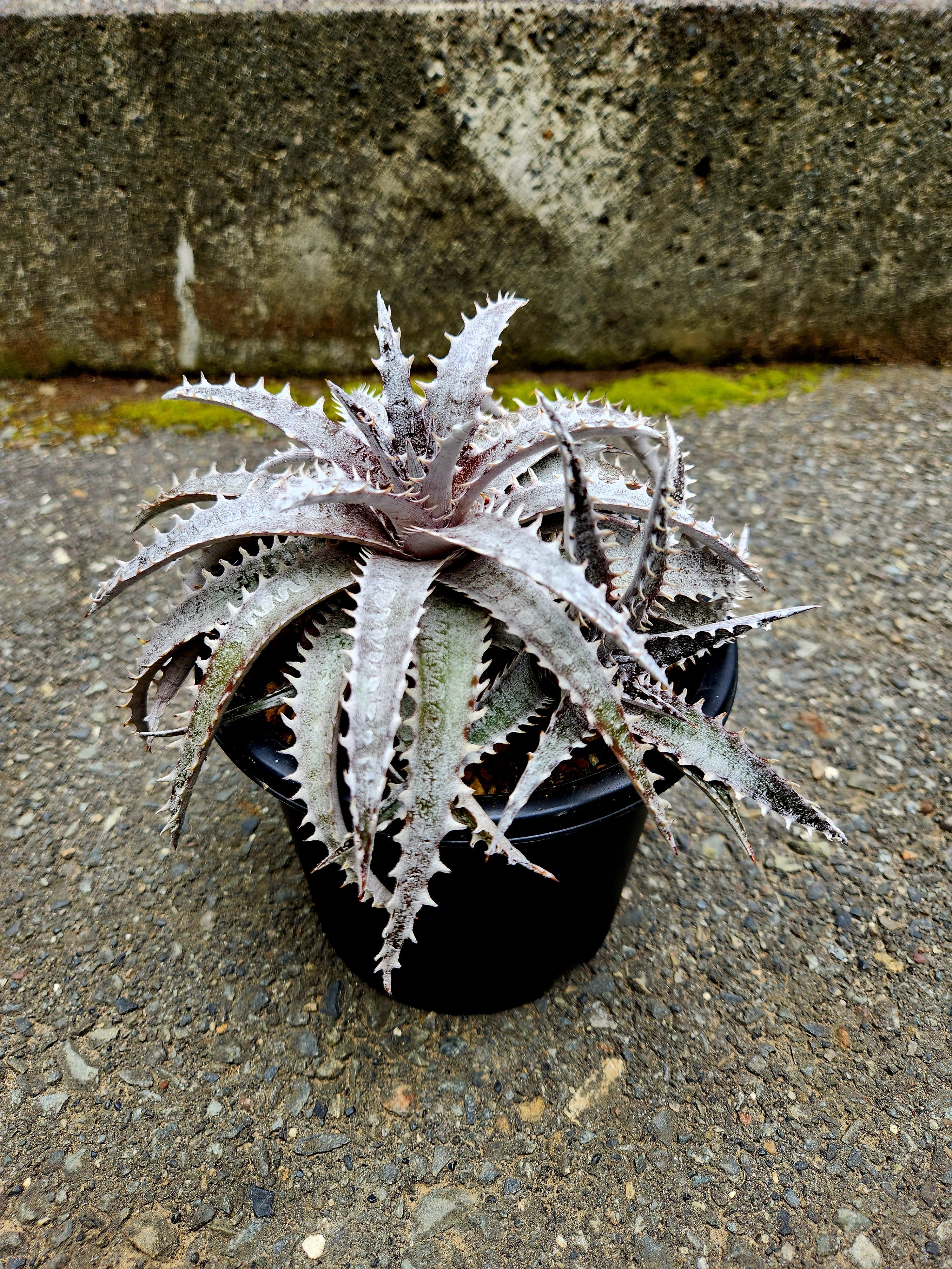 ディッキア・ブラックアイス dyckia black ice | フラワーショップあきの