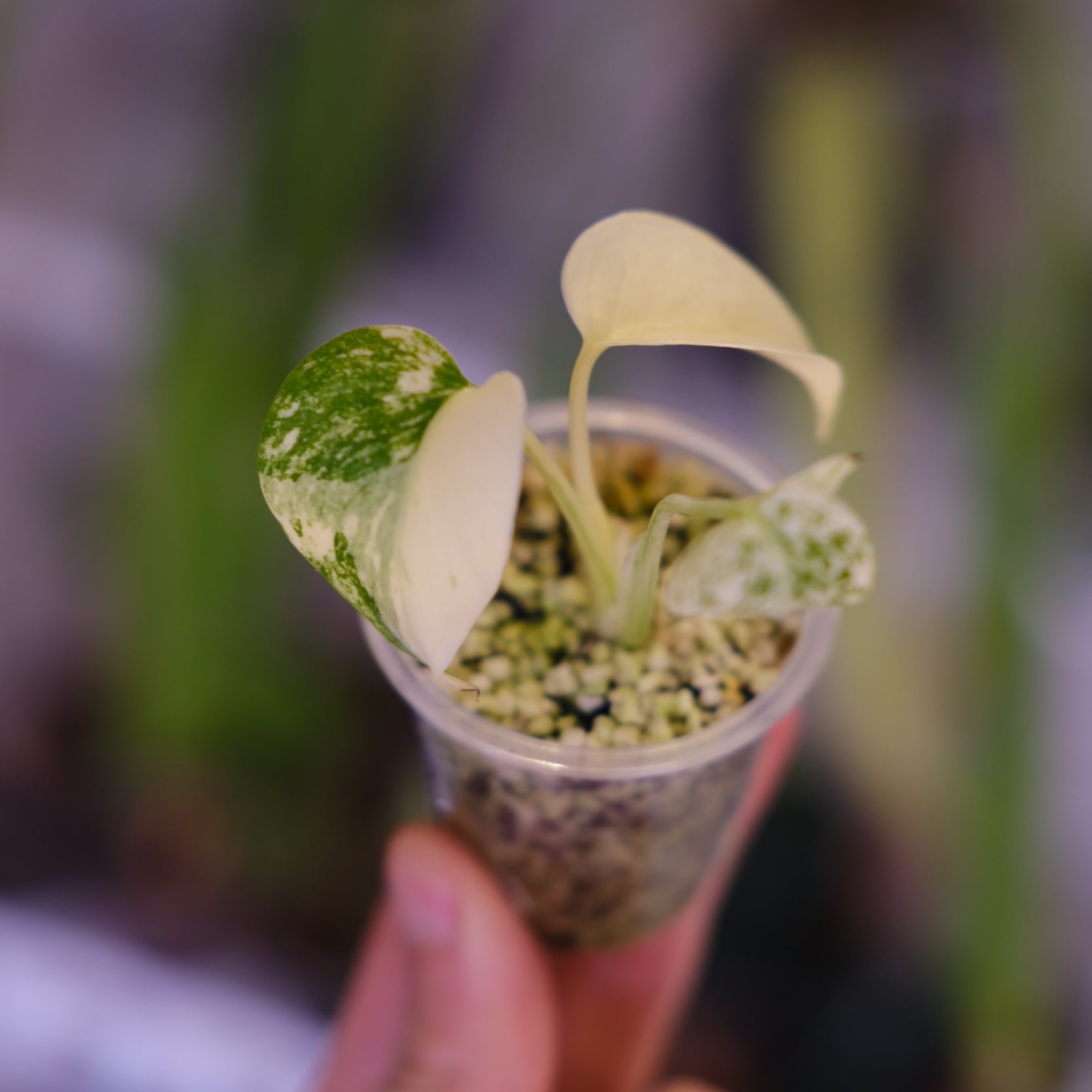 Monstera 'Mint'｜モンステラ ミント｜観葉植物 | tokyoplants / 観葉