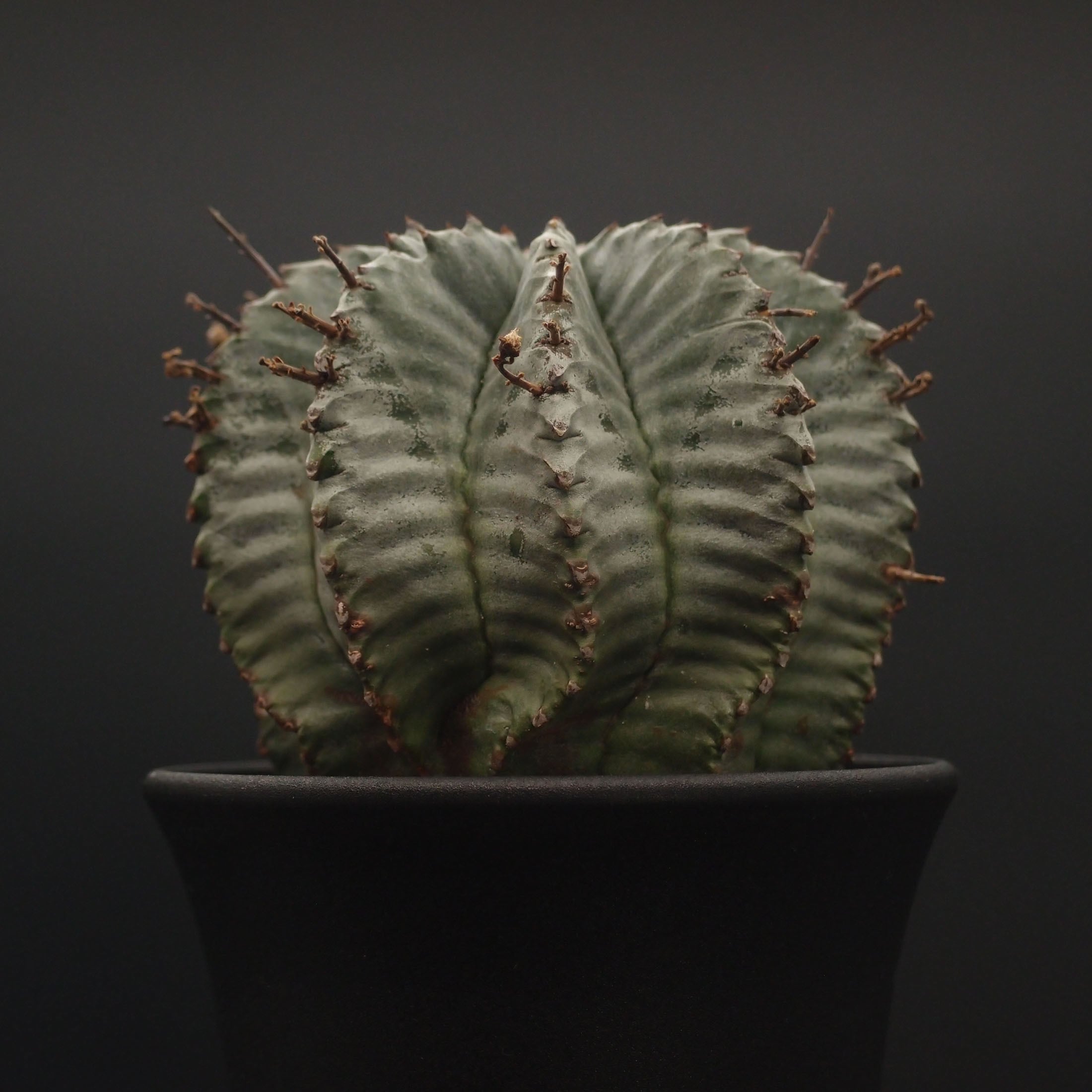 多肉植物／コーデックス | 万緑 BAN RYOKU