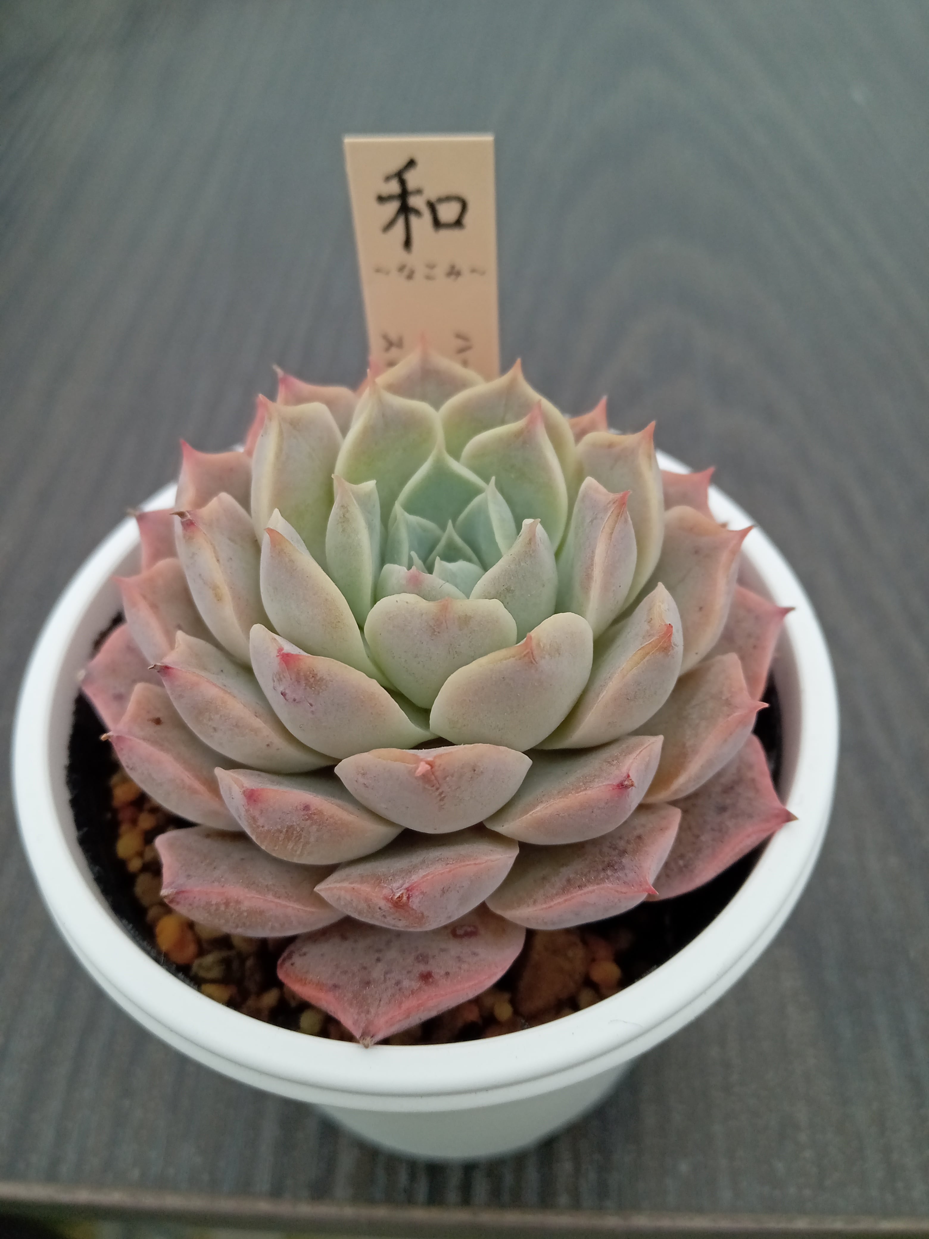 ハートチョイス☓ストリクチフローラノヴァ | 多肉植物 和〜なごみ〜