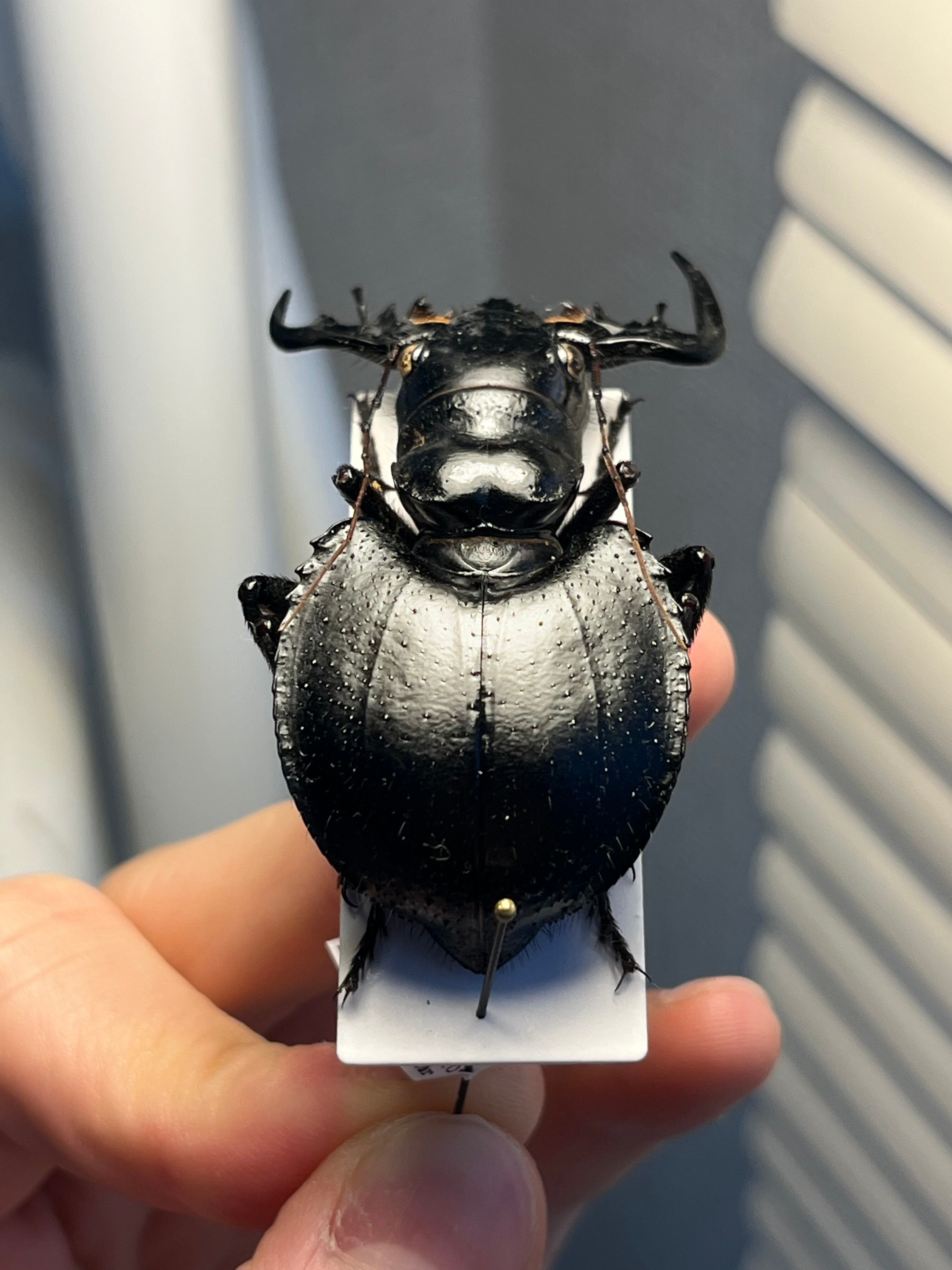 大閻魔斑猫最大種】オオエンマハンミョウ Manticora タンザニア産 昆虫