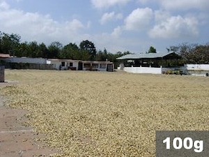 グァテマラ | アゾテア農園　ウォッシュド | コーヒー豆100g
