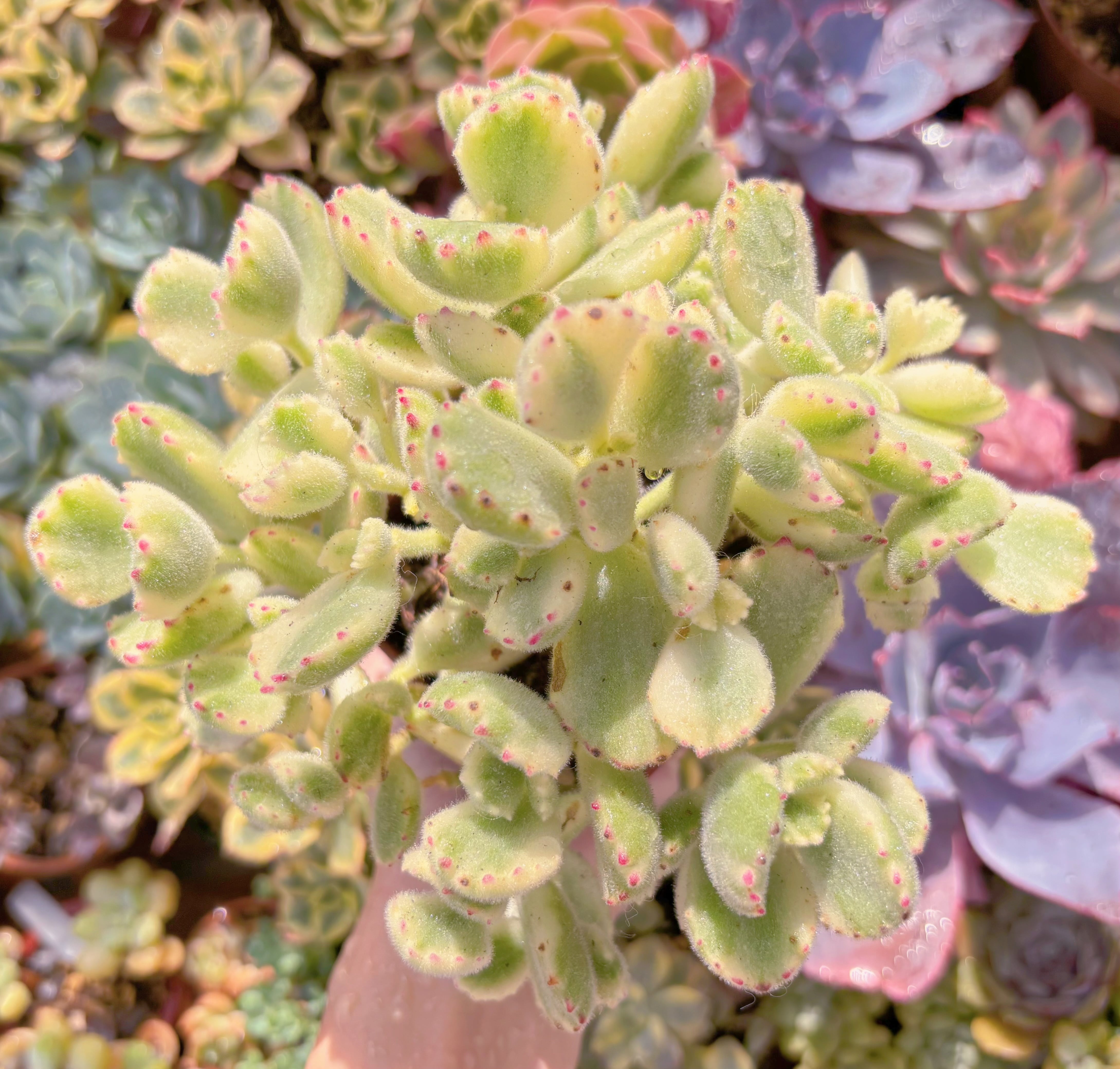 現品　白熊#600　るる農園