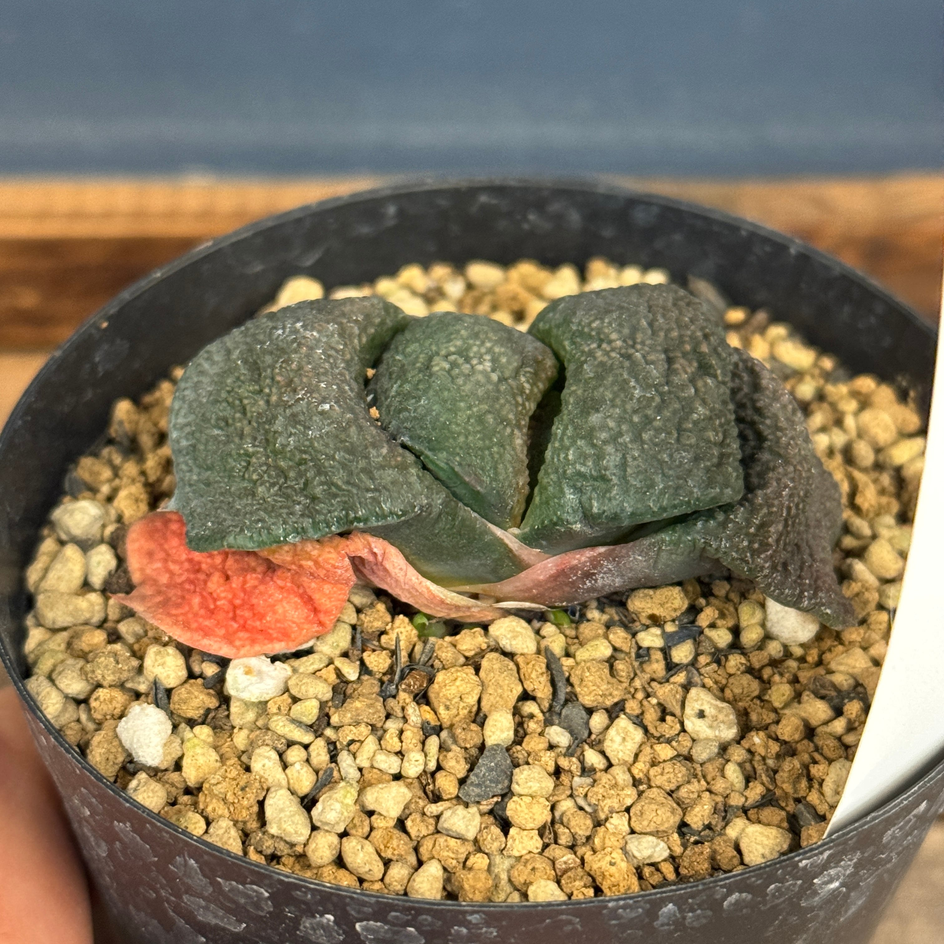 ガステリア 臥牛【255】 | PROTOLEAF プロトリーフ