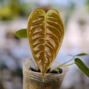 アンスリウム・ベイチー / Anthurium Veitchii / 観葉植物⑪