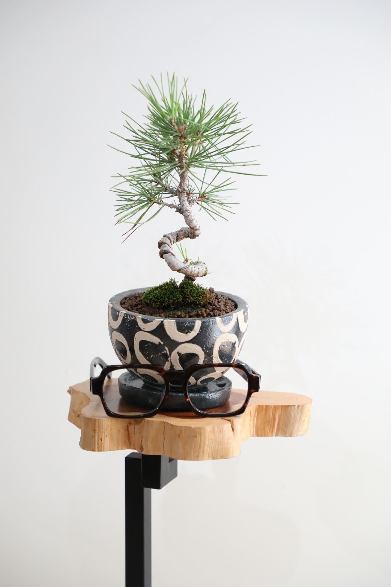 【S】黒松 盆栽/Japanese black pine bonsai 　※陶器鉢付き