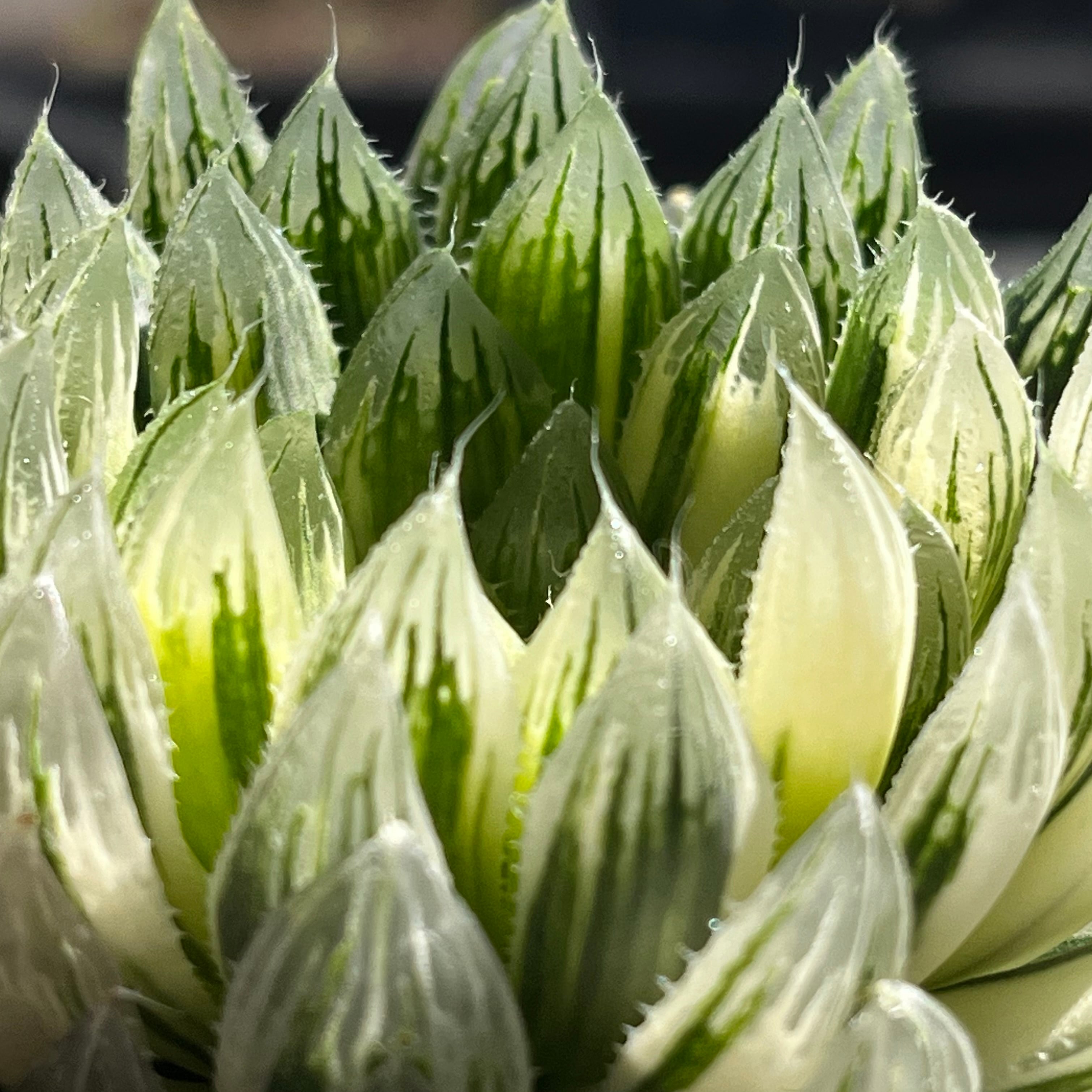 ≧∇≦）多肉植物 ハオルチア オブツーサ錦 花胡蝶 大株 極鮮明斑