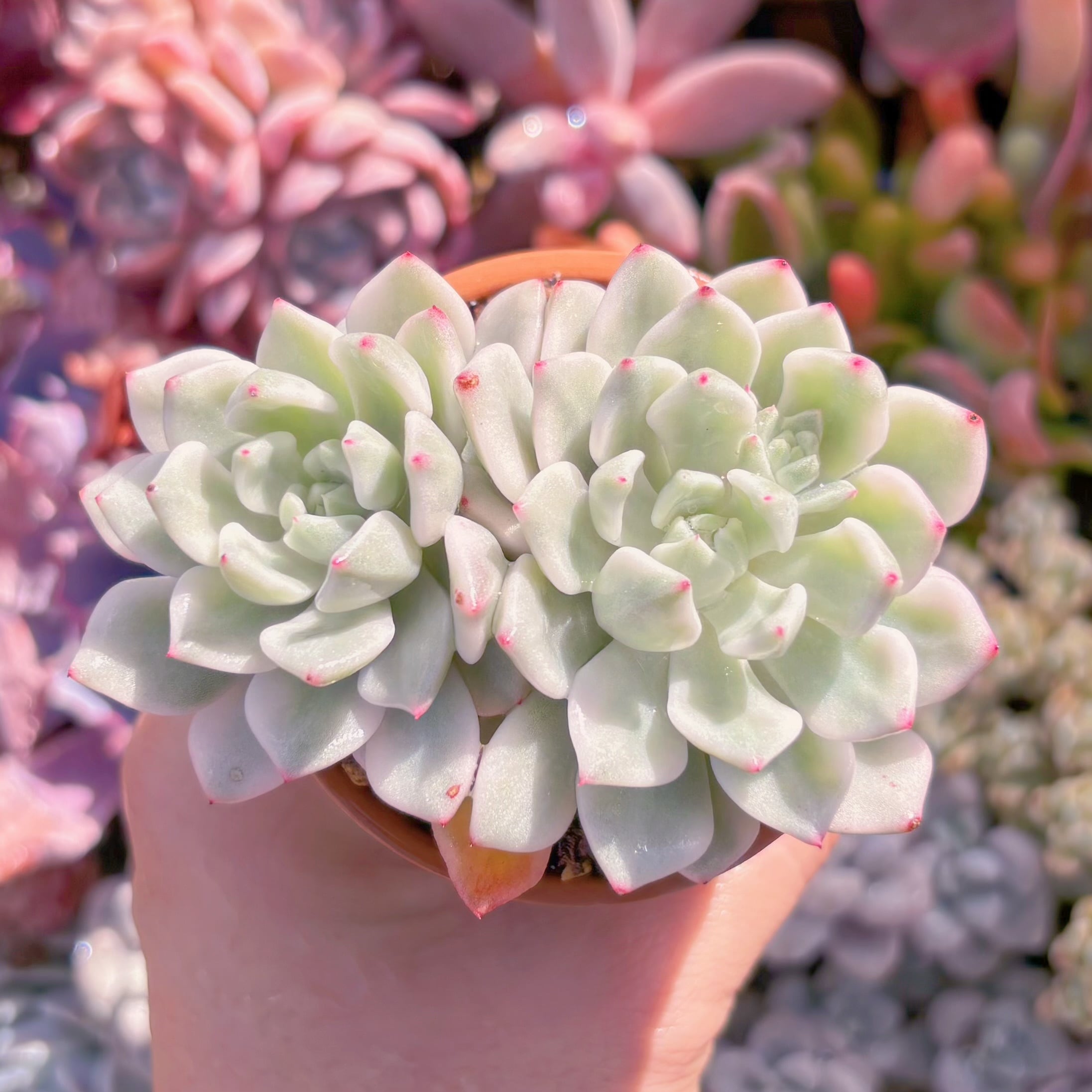 多肉植物　新品種雪の女王錦　2頭群生　新入荷