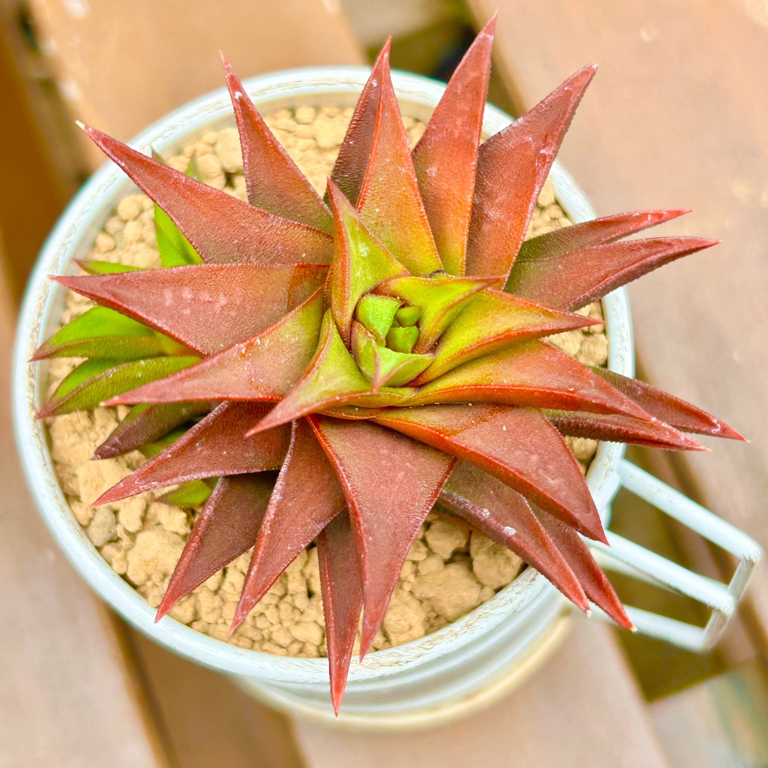 植木鉢 | RuPo 多肉植物専門店