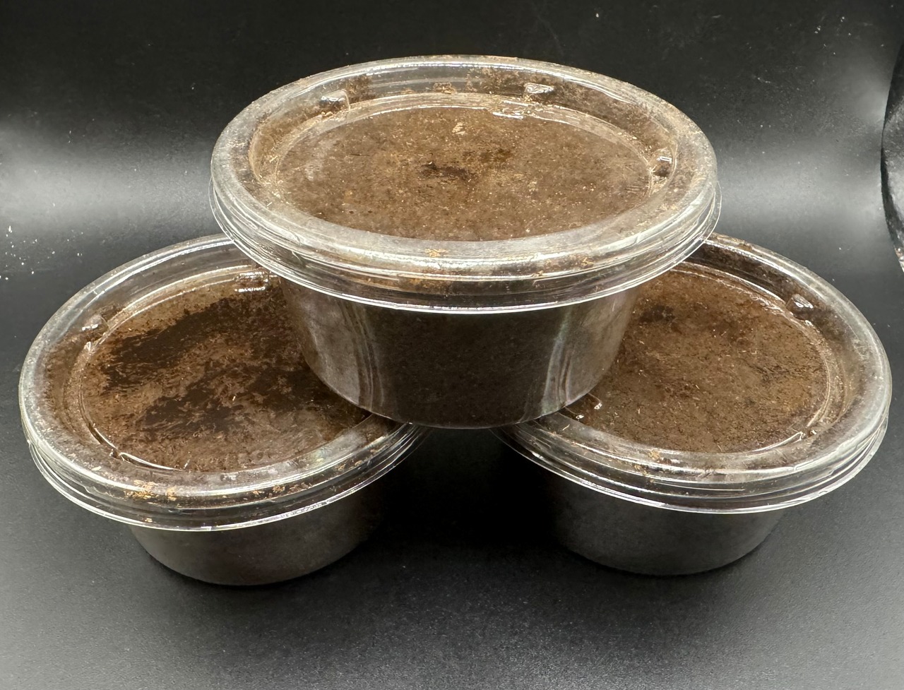 《ダマソアラスジ 幼虫3頭セット》