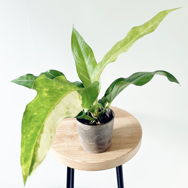 【希少】斑入り アンスリウム フーケリー 観葉植物 calm cafe