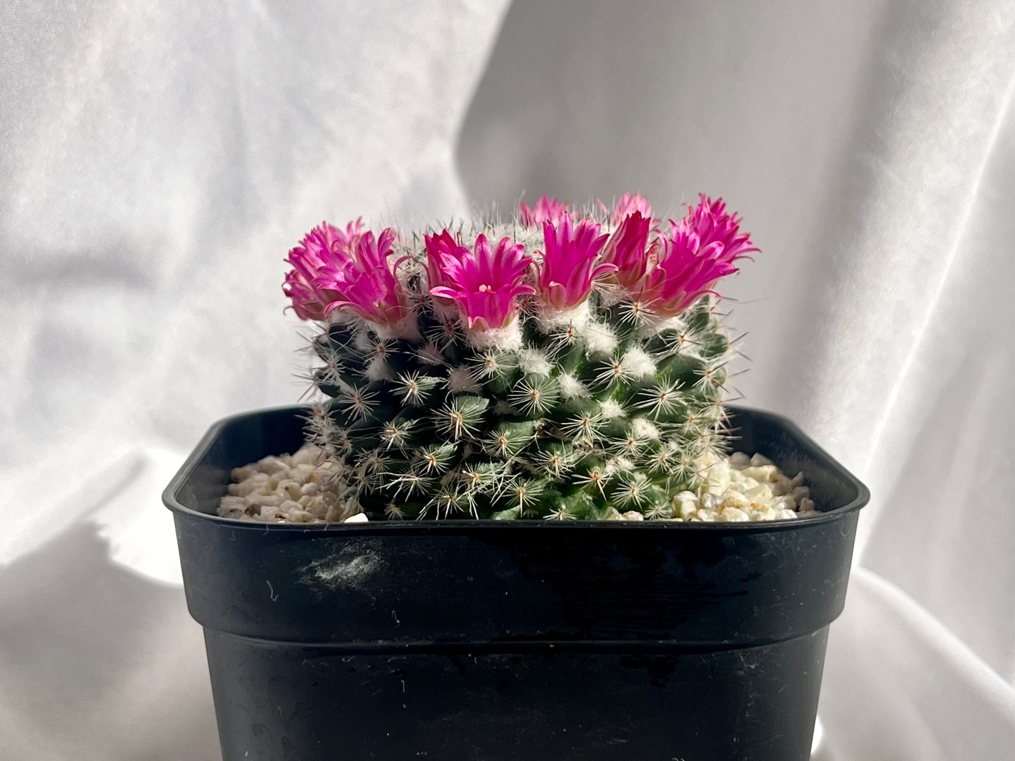 Mammillaria saetigera マミラリア 銀河 多毛タイプ サボテン | plants