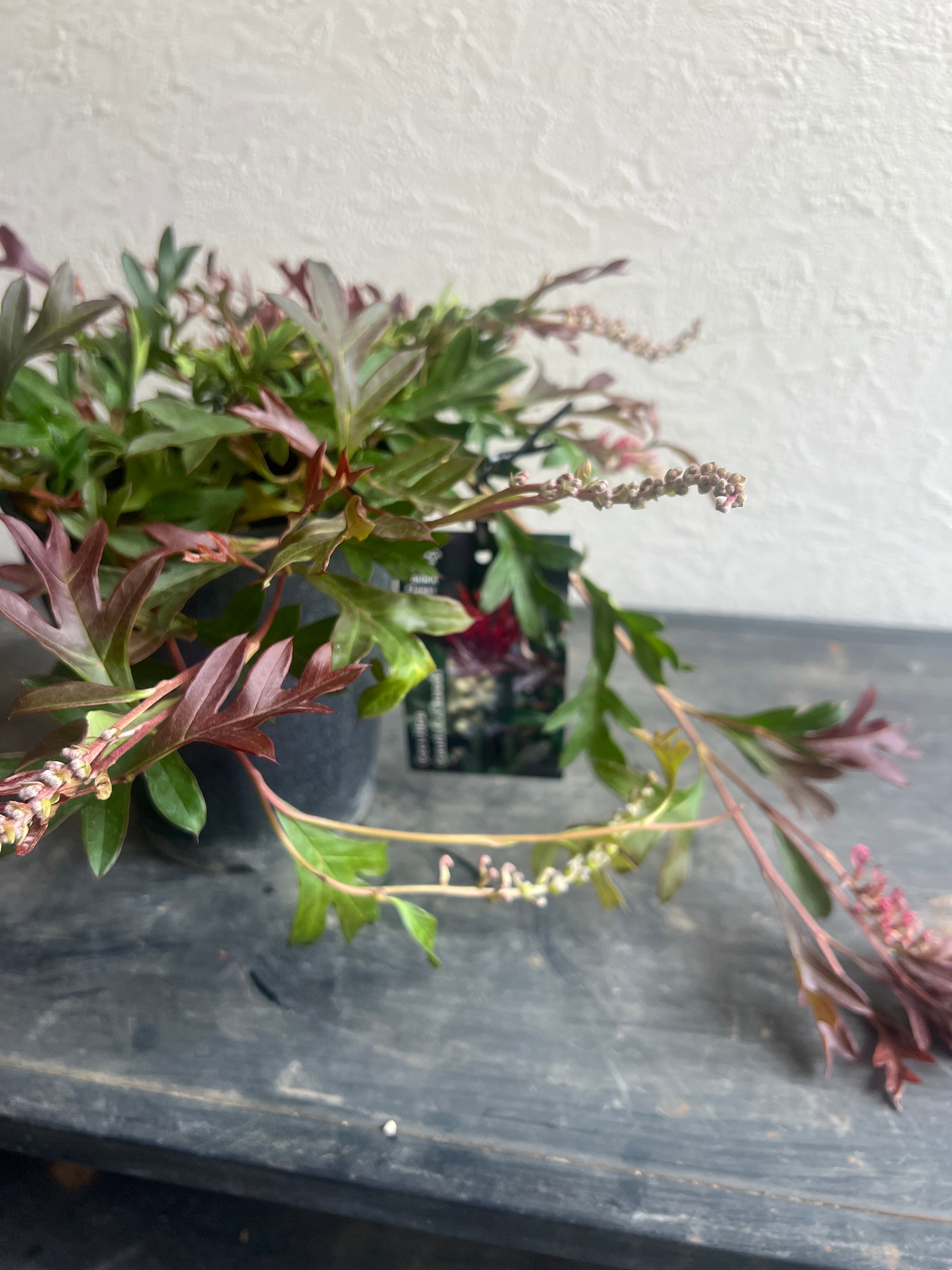 写真株と同等株2株セット❗️ グレビレア　ガウディチャウディ グレビレア・ガウディチャウディ 4号ロングスリット鉢 | | ネイティブ