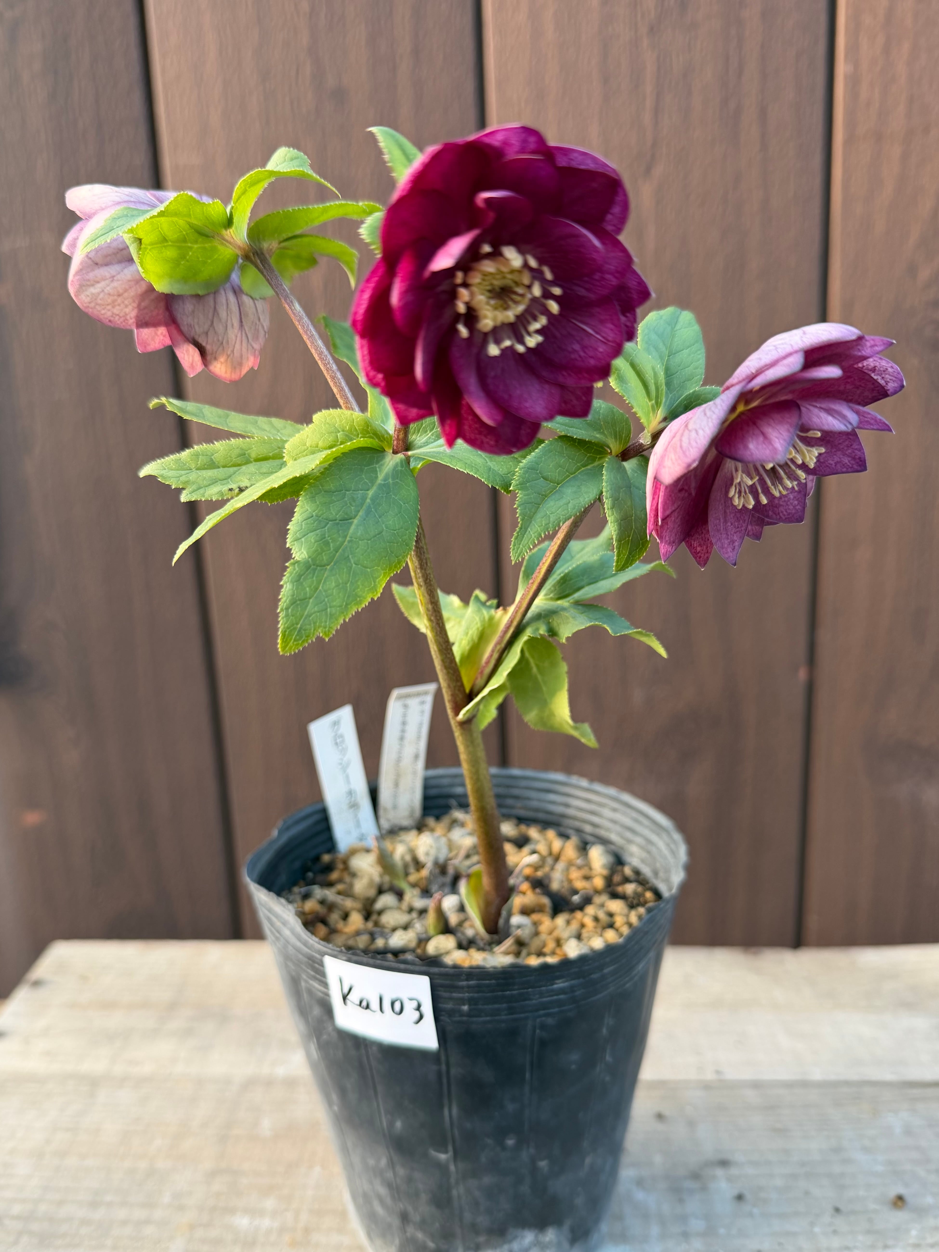 グロッシー☆カラー ローズピンク 加藤農園 クリスマスローズ【Ka103