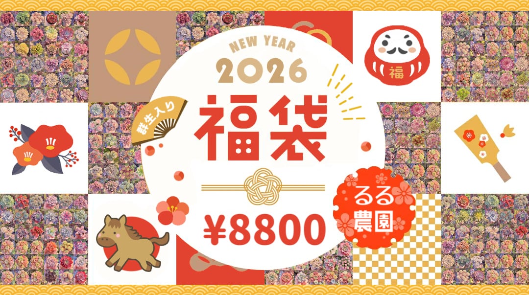 ❣️るる農園2026福袋❣️ | るる農園~多肉植物専門