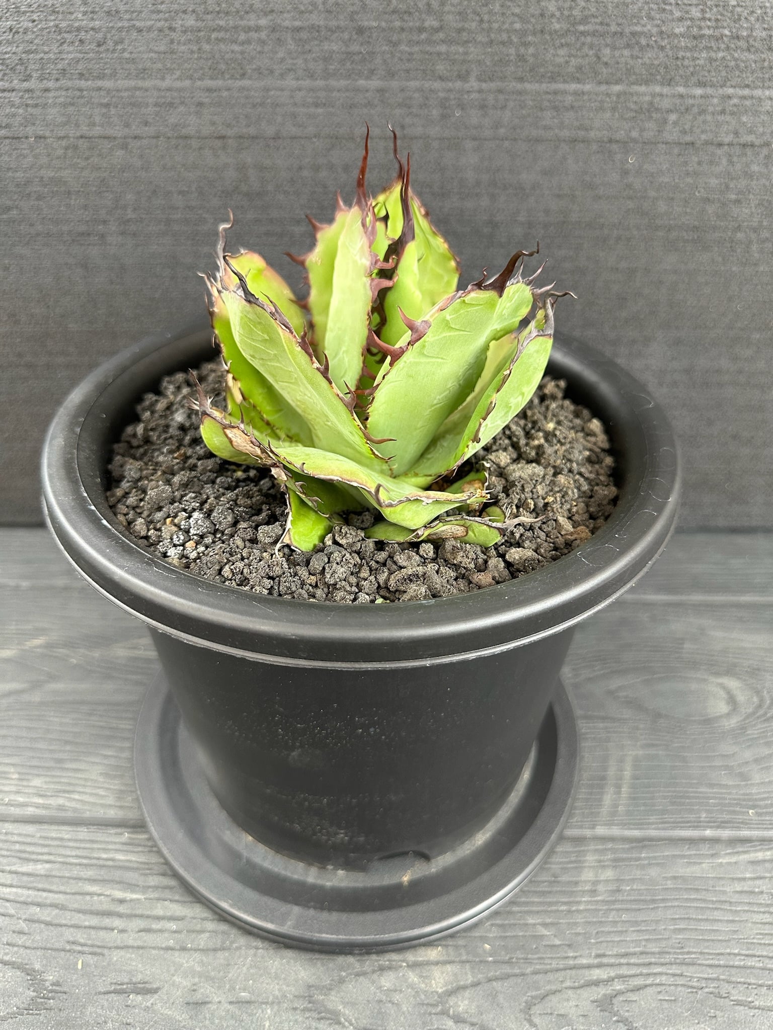 アガベ ボビコルヌータ 限定値下げ アガベ ボビコルヌータ 限定値下げ