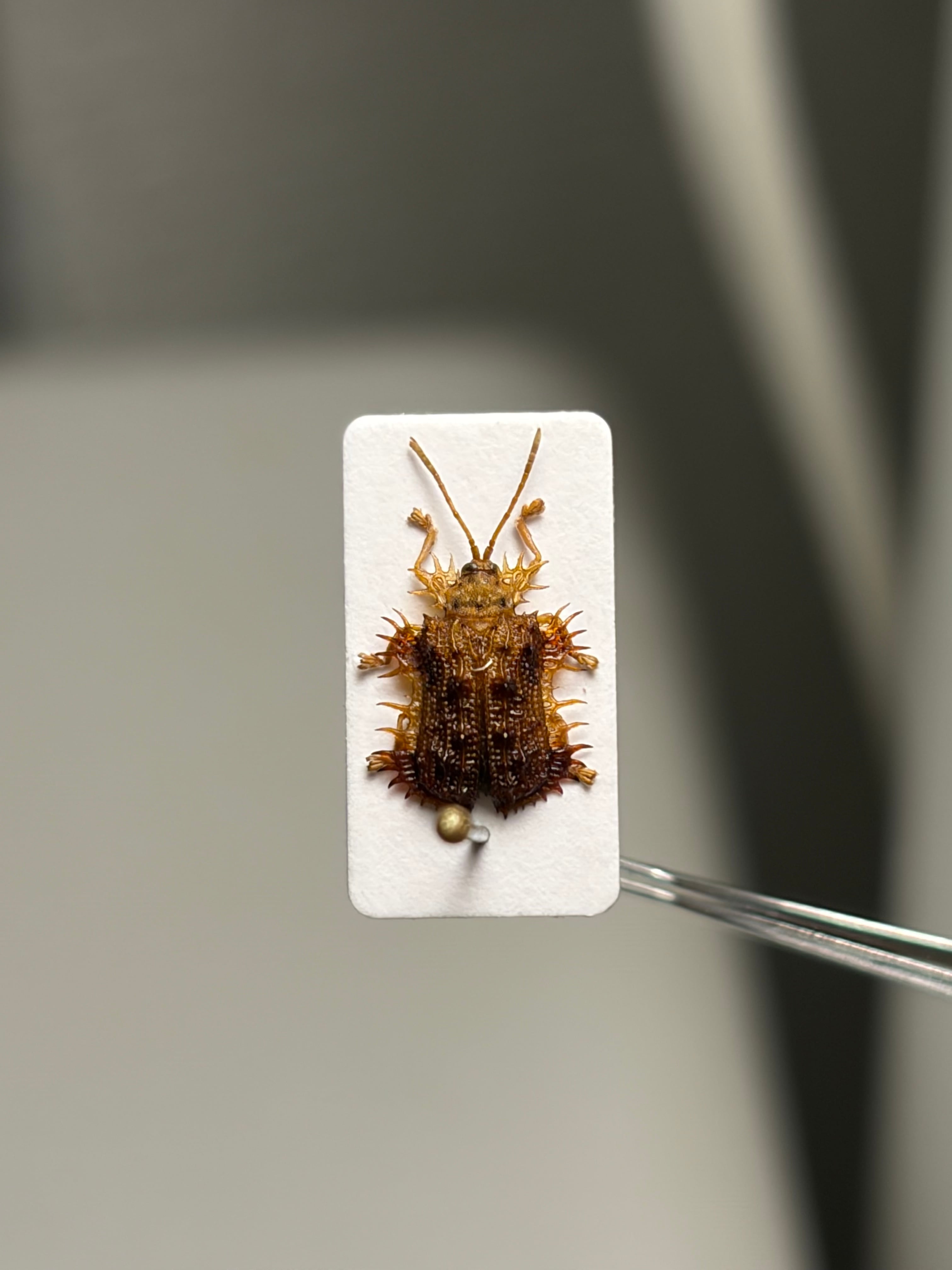 6mm】ツシマヘリビロトゲトゲに酷似のカメルーンのトゲトゲの一種 標本