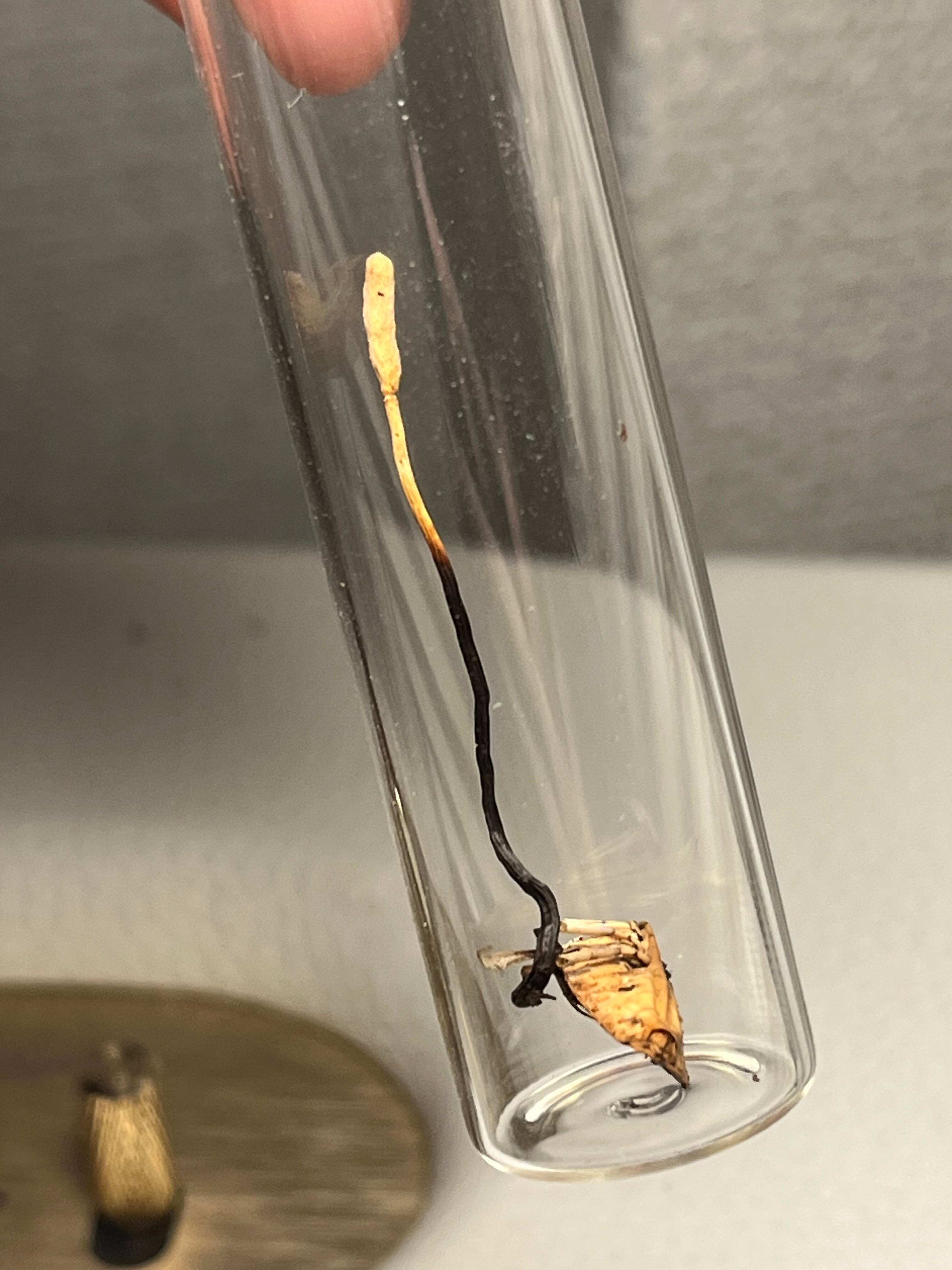 冬虫夏草】カメムシに寄生した冬虫夏草 昆虫標本 多肉植物 エメラルド