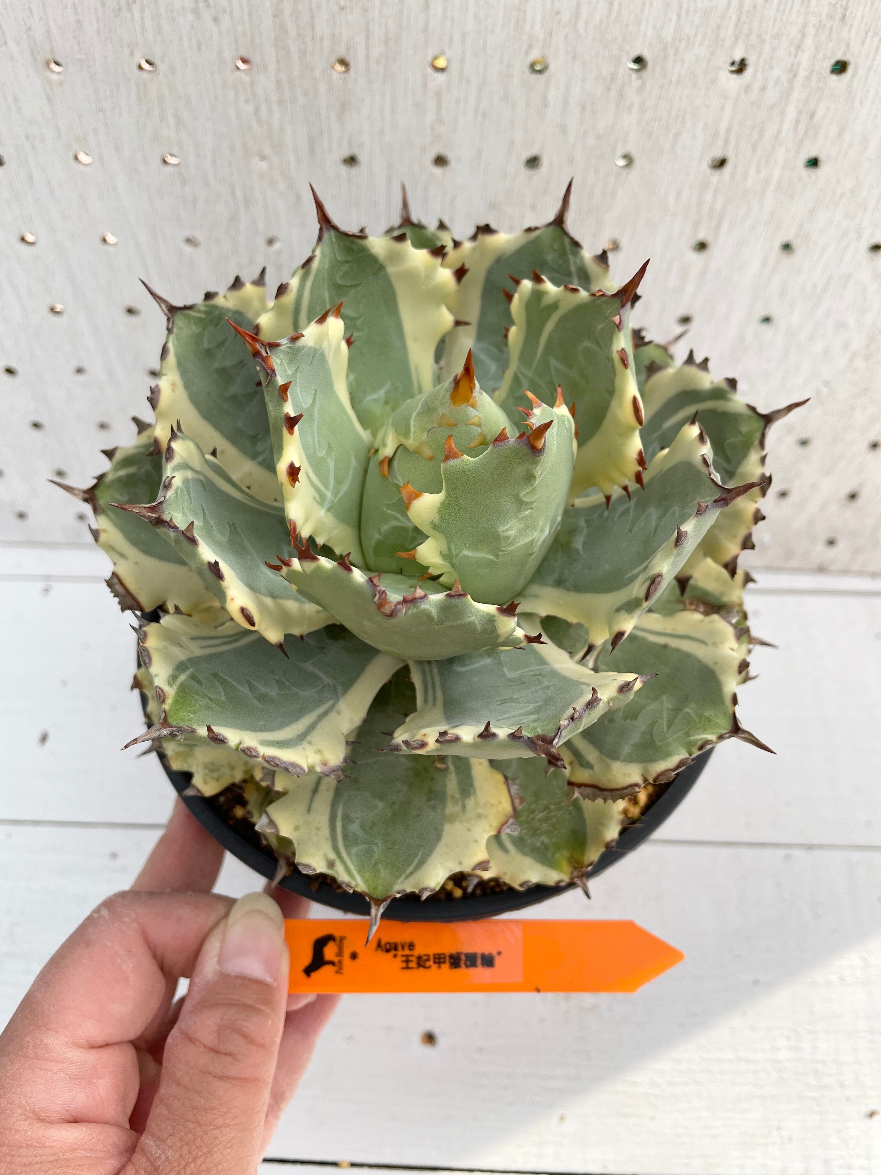 Top【選抜株】多肉植物　21842王妃甲蟹覆輪　35個　鉢無し/脱土 王妃甲蟹覆輪】台湾からの輸入株 | palmhealing