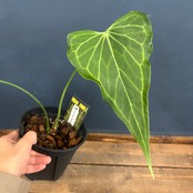 アンスリウム　デルタフォース【786】