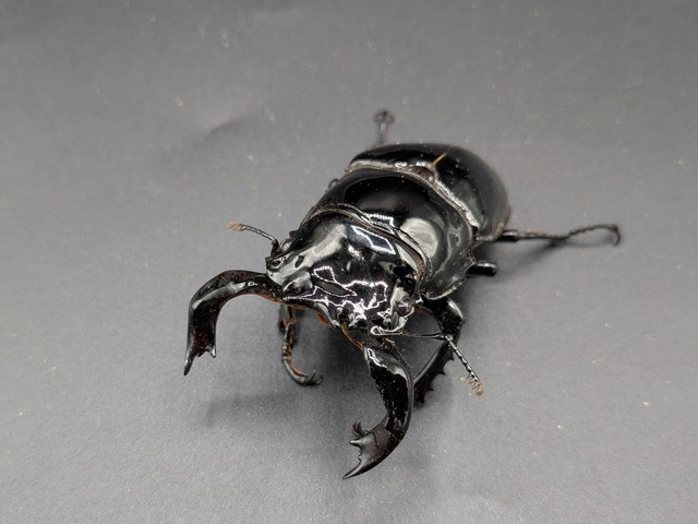 タランドゥスオオツヤ　♂77ｍｍ♀50ｍｍ