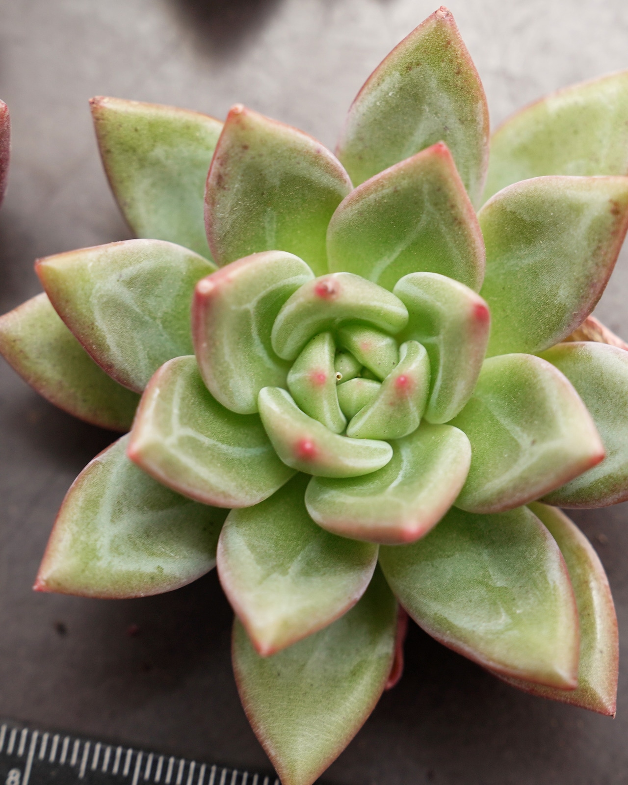 微発根カット苗 白夜 Echeveria 'Baekya'