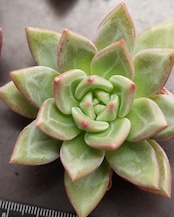 微発根カット苗 白夜 Echeveria 'Baekya'