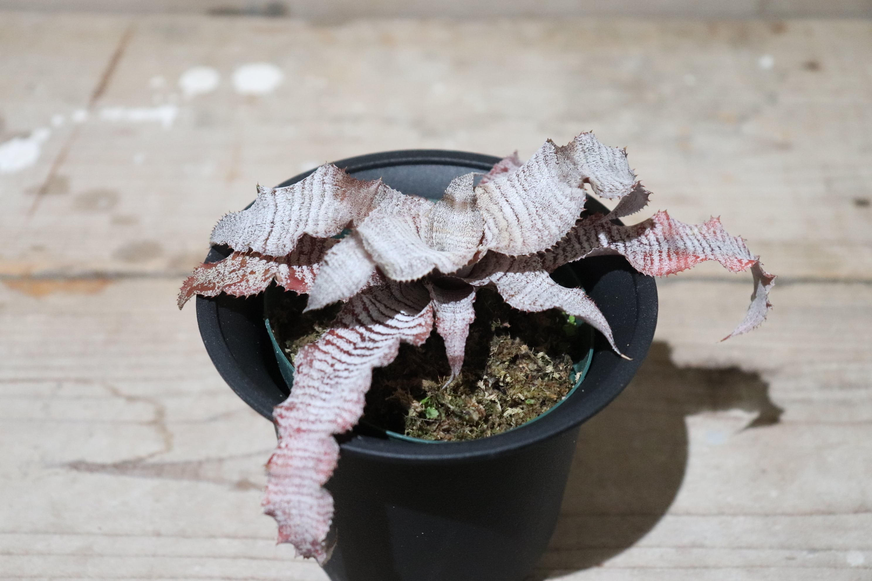 送料無料】Cryptanthus `Frostbite' (Jim Irvin)〔クリプタンサス