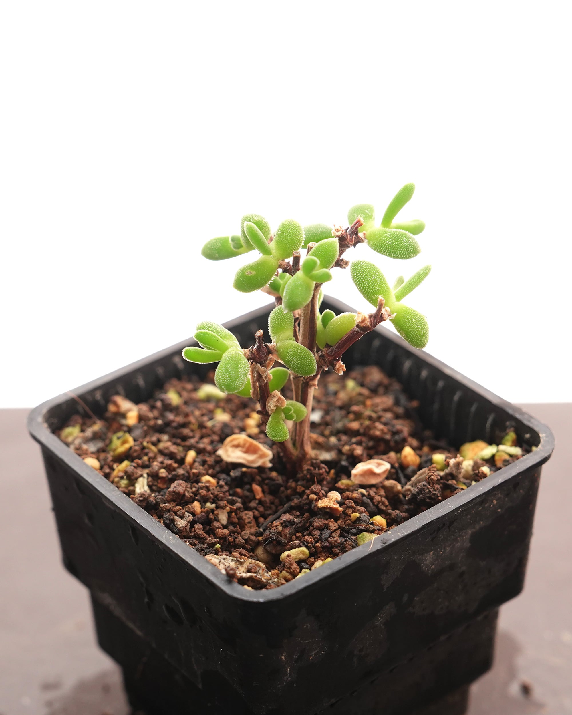 てんどん様　ご購入用　ドロサンテマム てんどん様 ご購入用 ドロサンテマム てんどん様 ご購入用