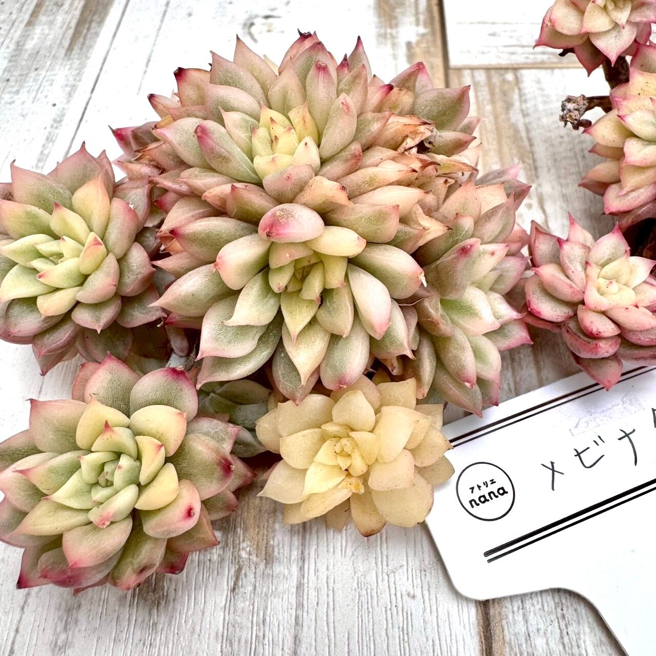 輸入苗 | アトリエnana 多肉植物専門店