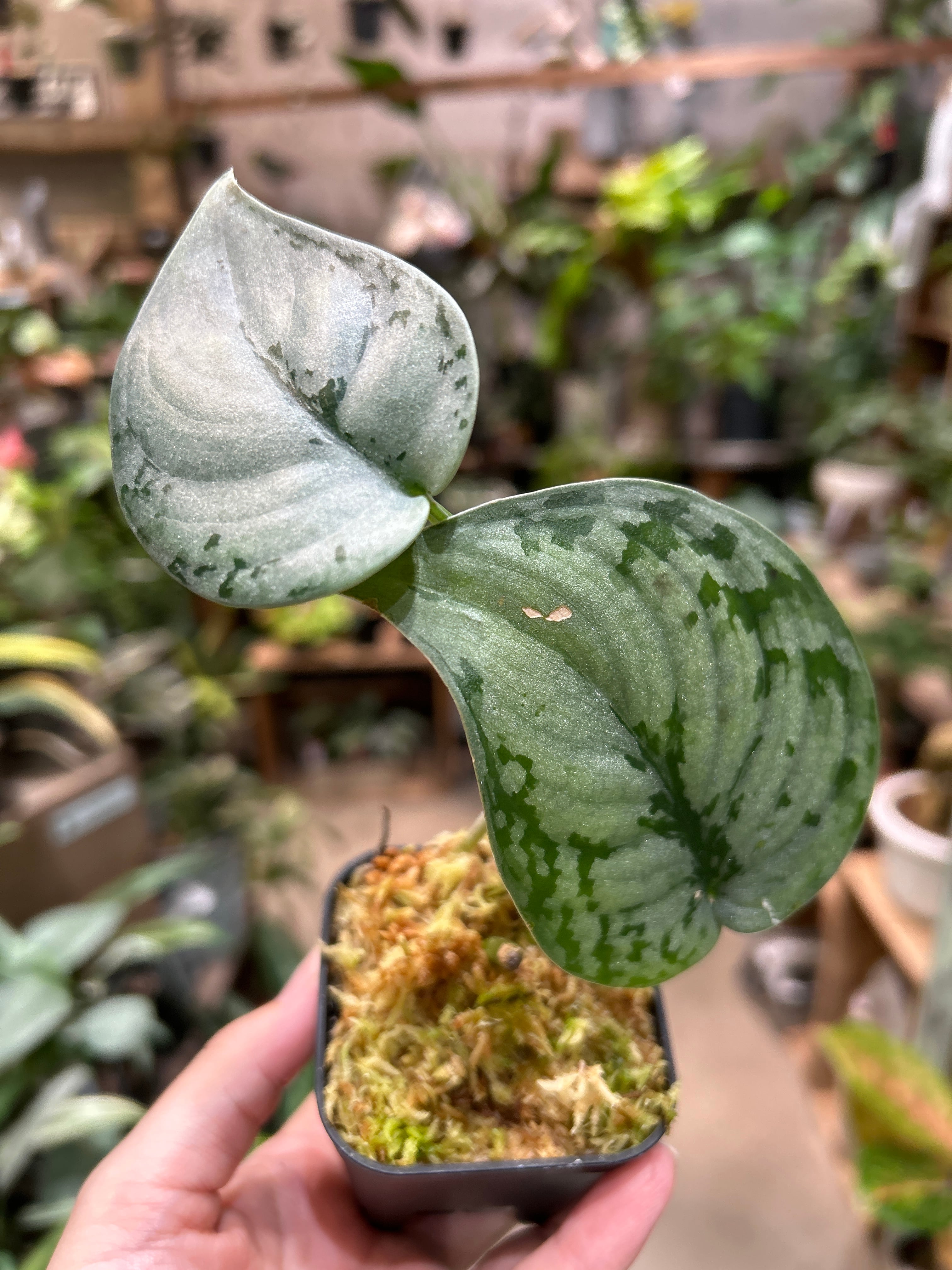 ホヤ グヌンガディン ゴースト | MIDORIYA 観葉植物専門店