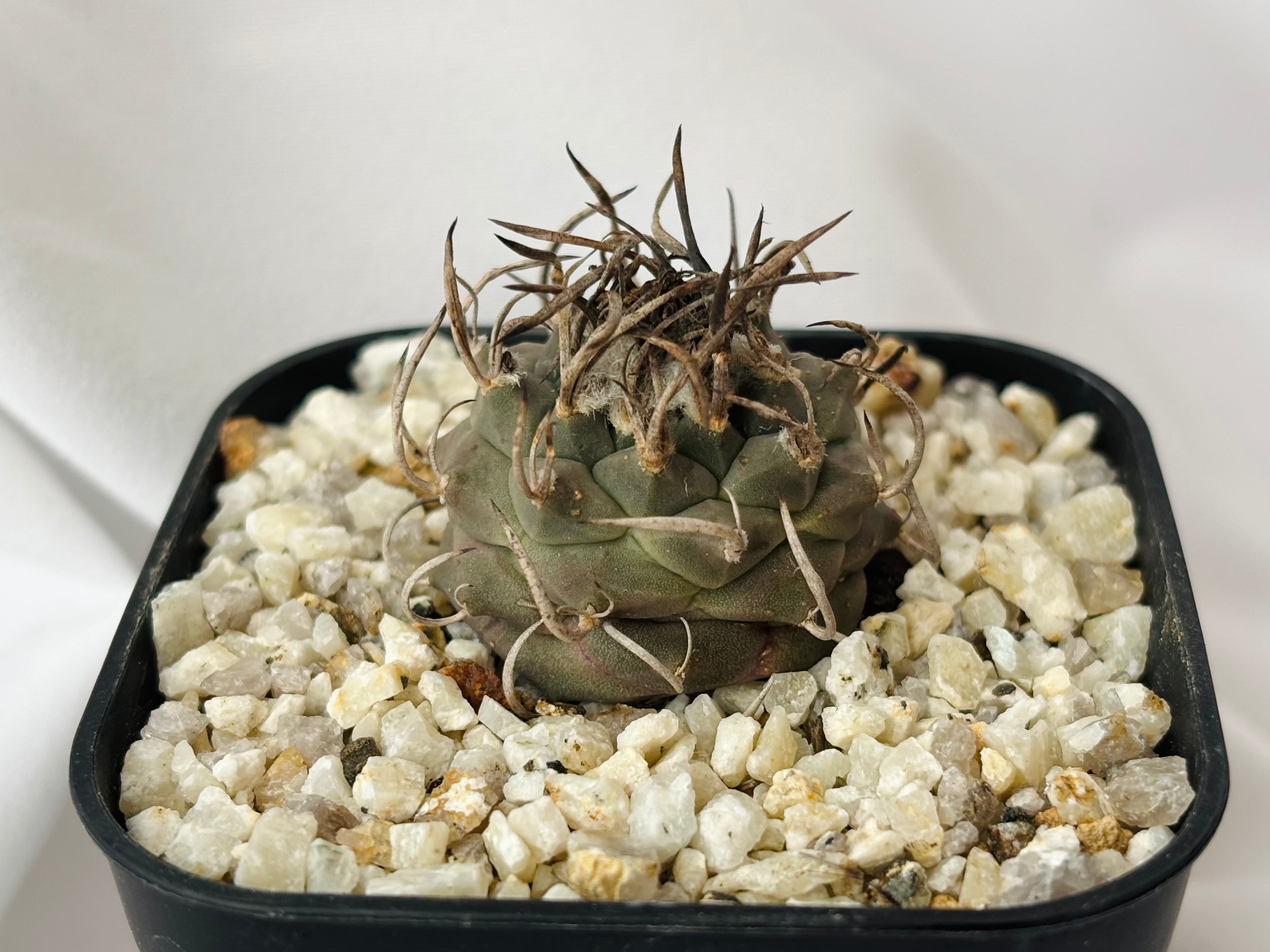 スーパーバラ丸 群生 自根 | ツルビニカルプス Turbinicarpus Schmiedickeanus ツルビニカルプス 昇竜丸 サボテン