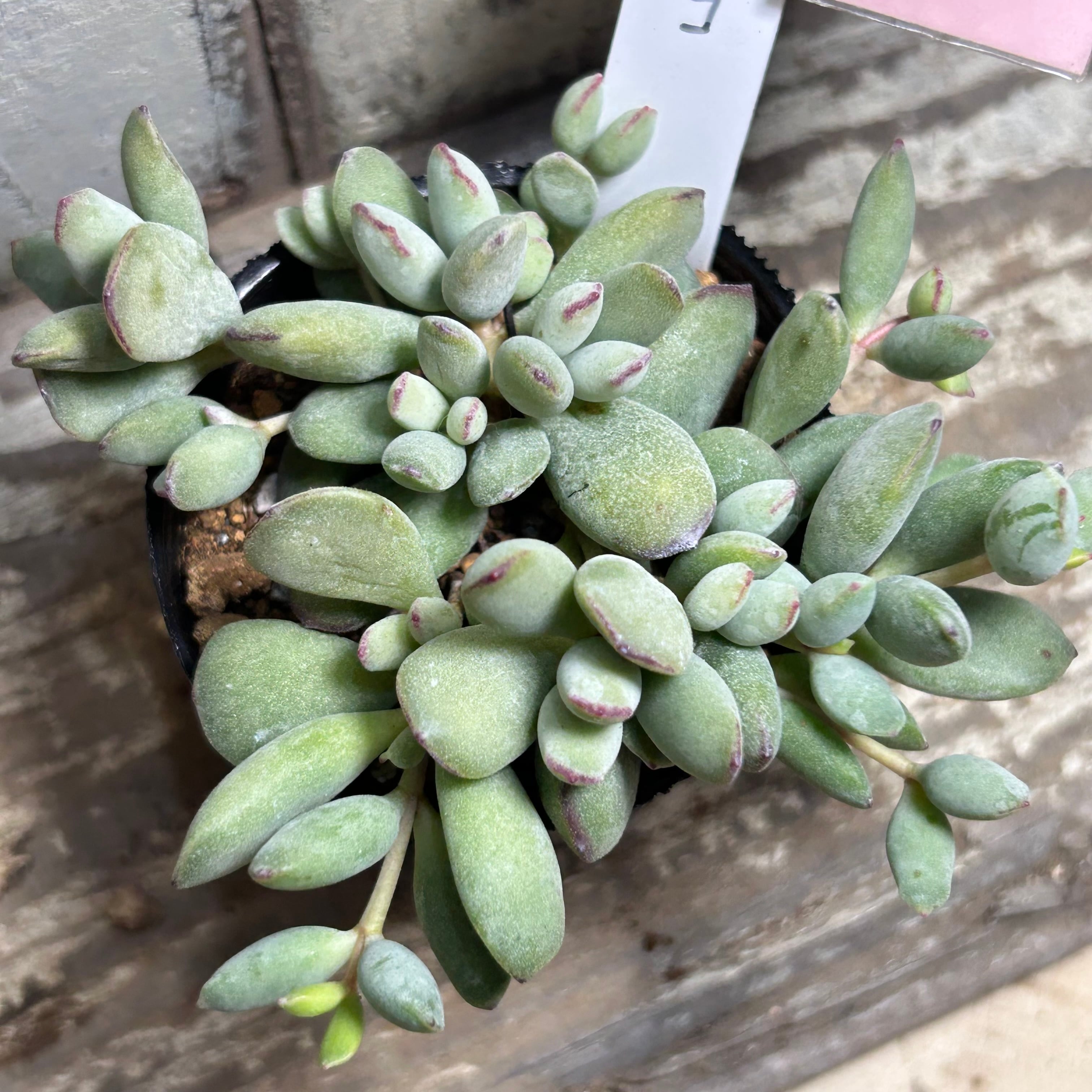 多肉植物 | RuPo 多肉植物専門店